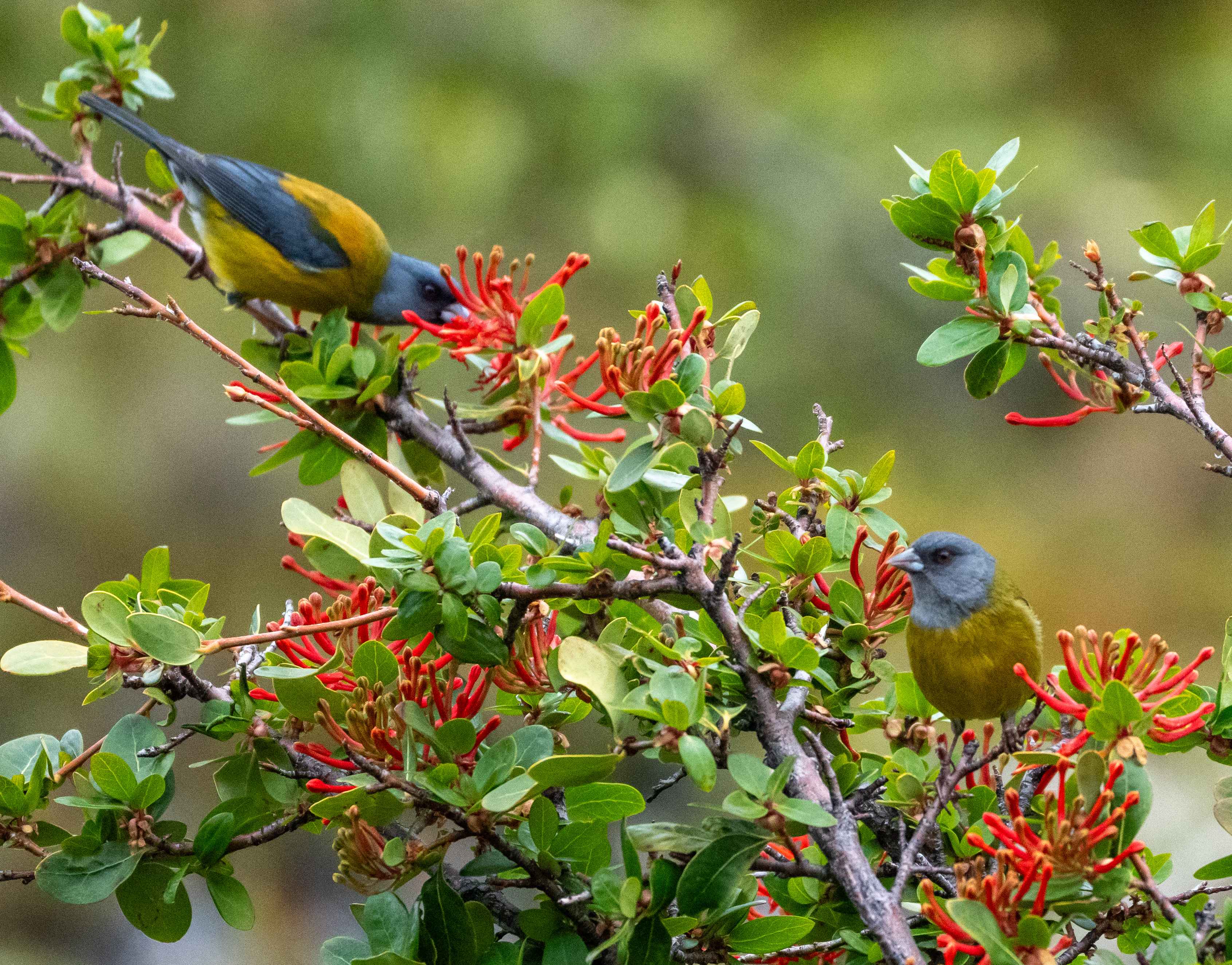 Patagonian Sierra Finch pair