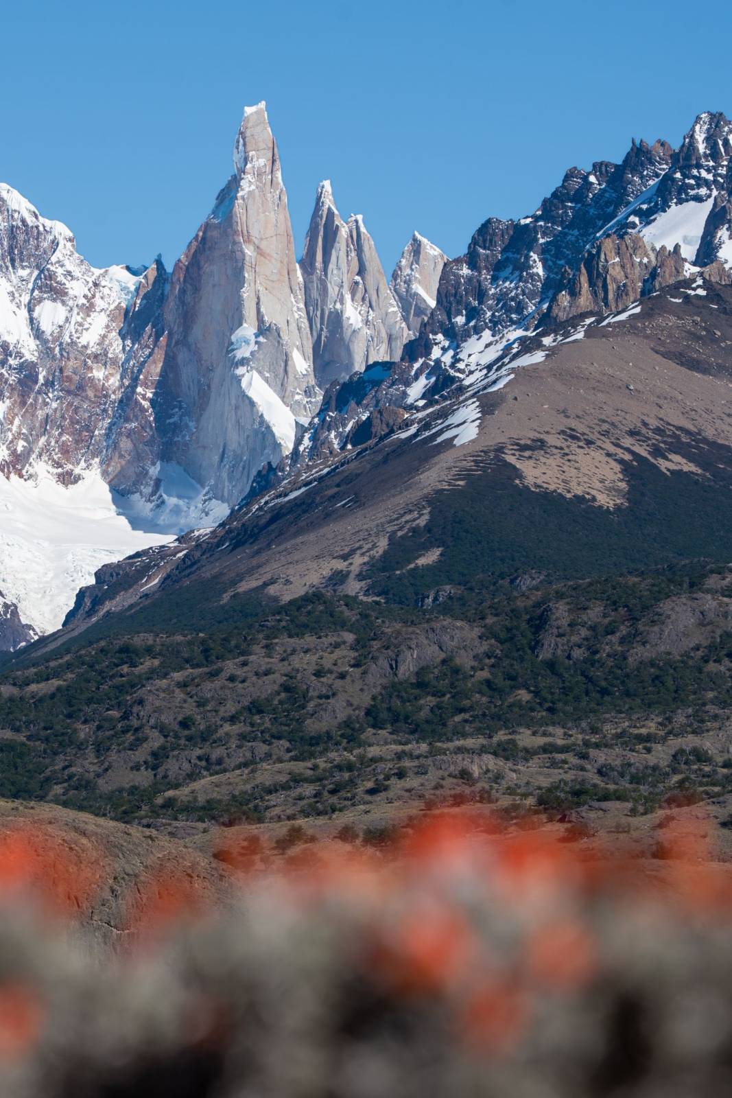 Cerro Torre and a red firebush