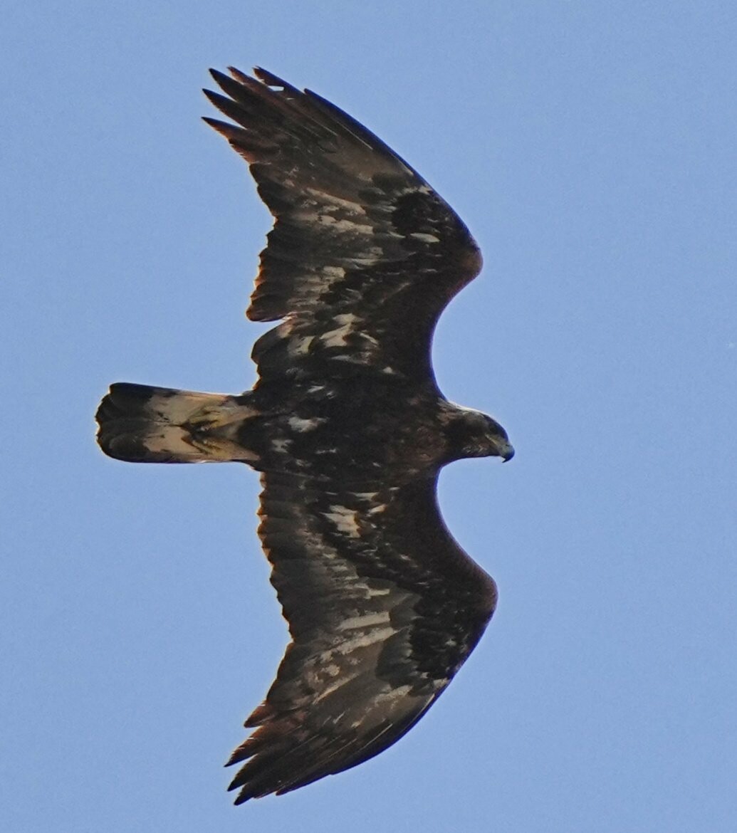 A juvenile Golden Eagle flying directly overhead showing plenty of the young plumage.