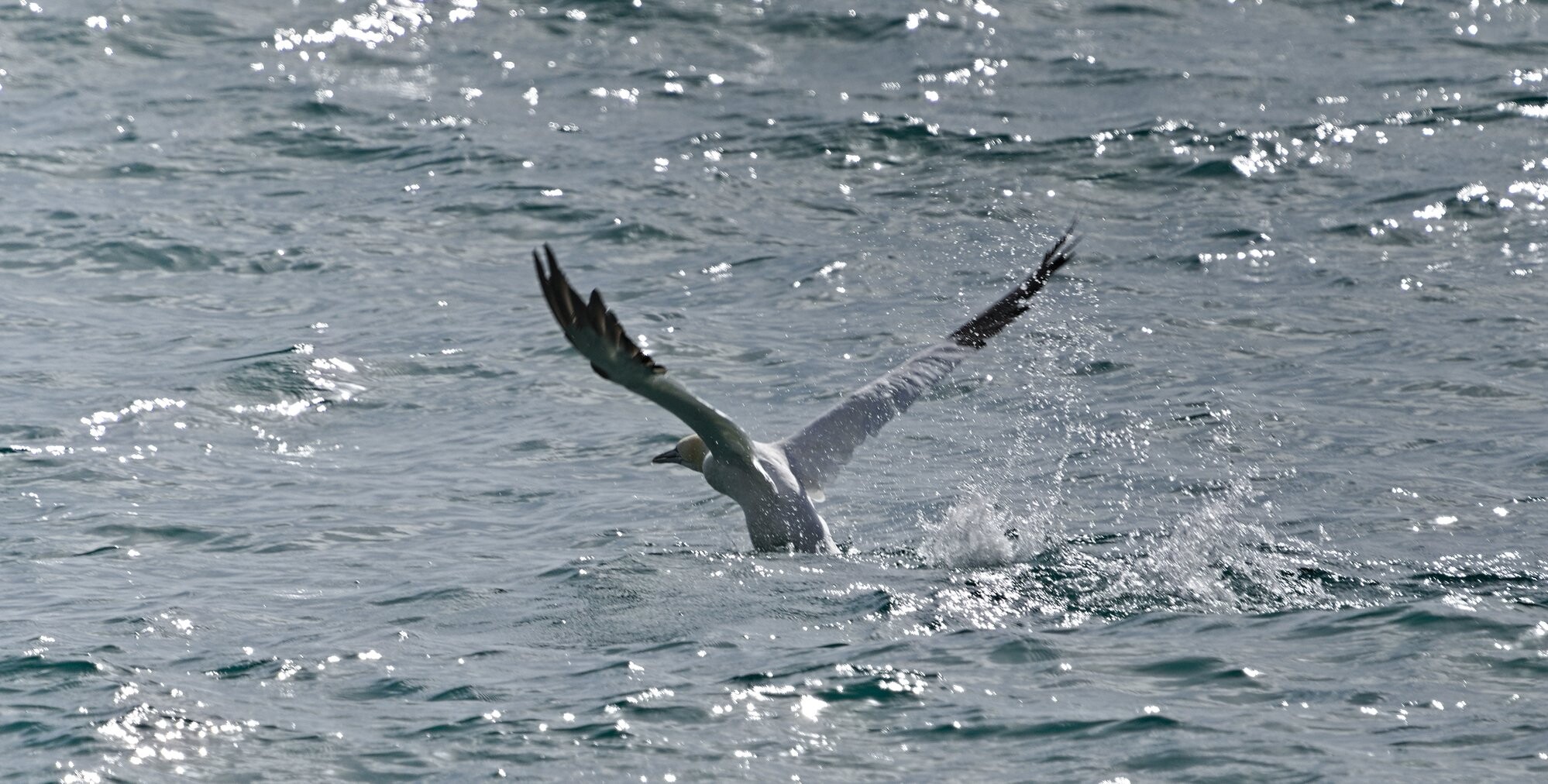 A Gannet bird just taking off from the sea