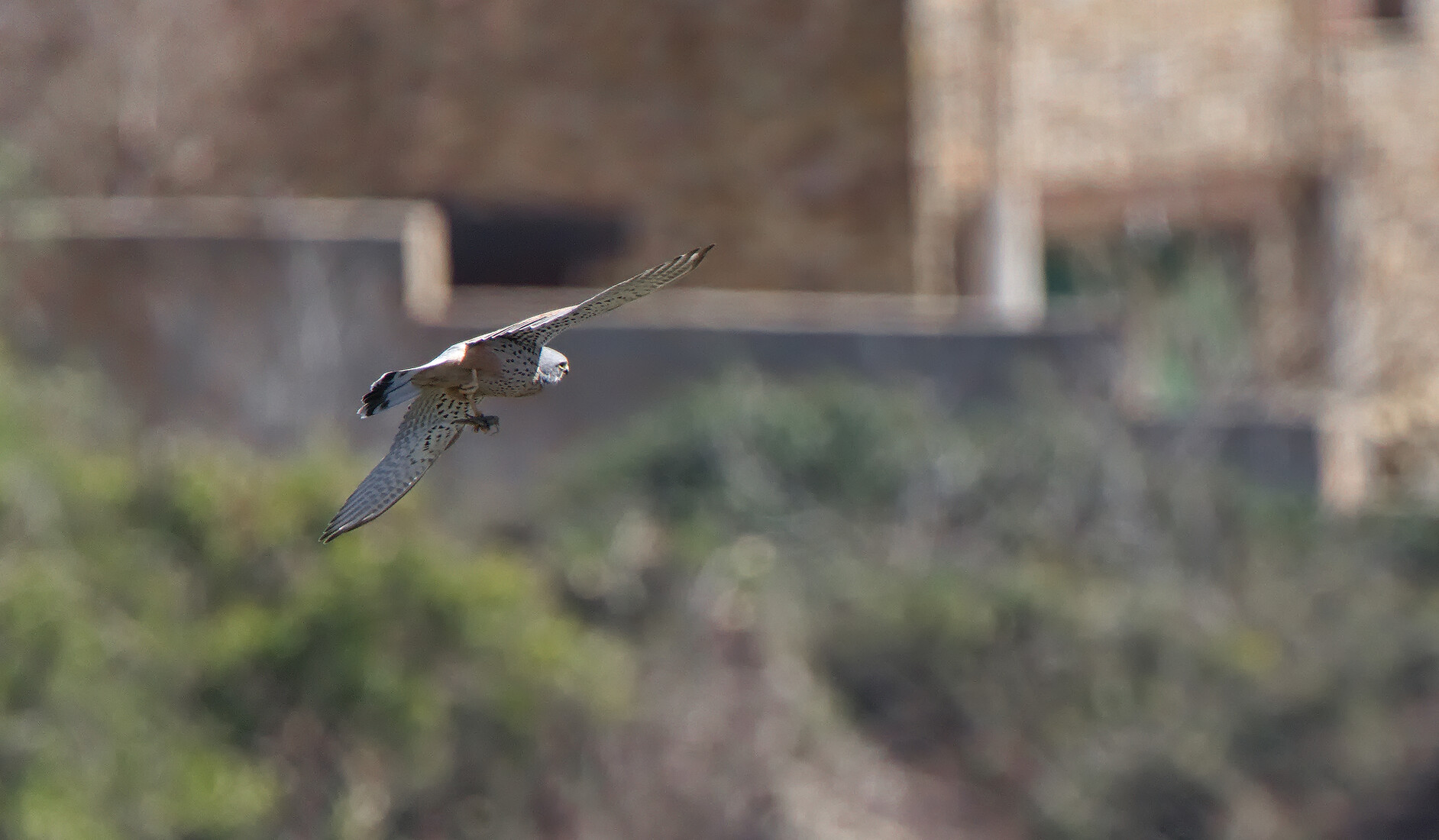 A photo of the underside of a Common Kestrel holding a grasshopper in it's foot flying away from the photographer 