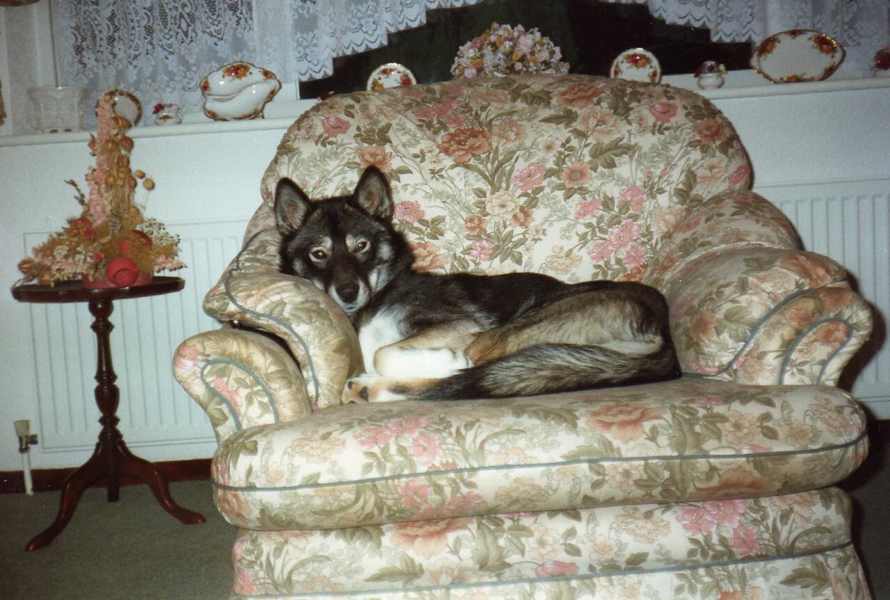 Black and white Siberian husky dog curled on a living room chair. A picture taken in the 90's