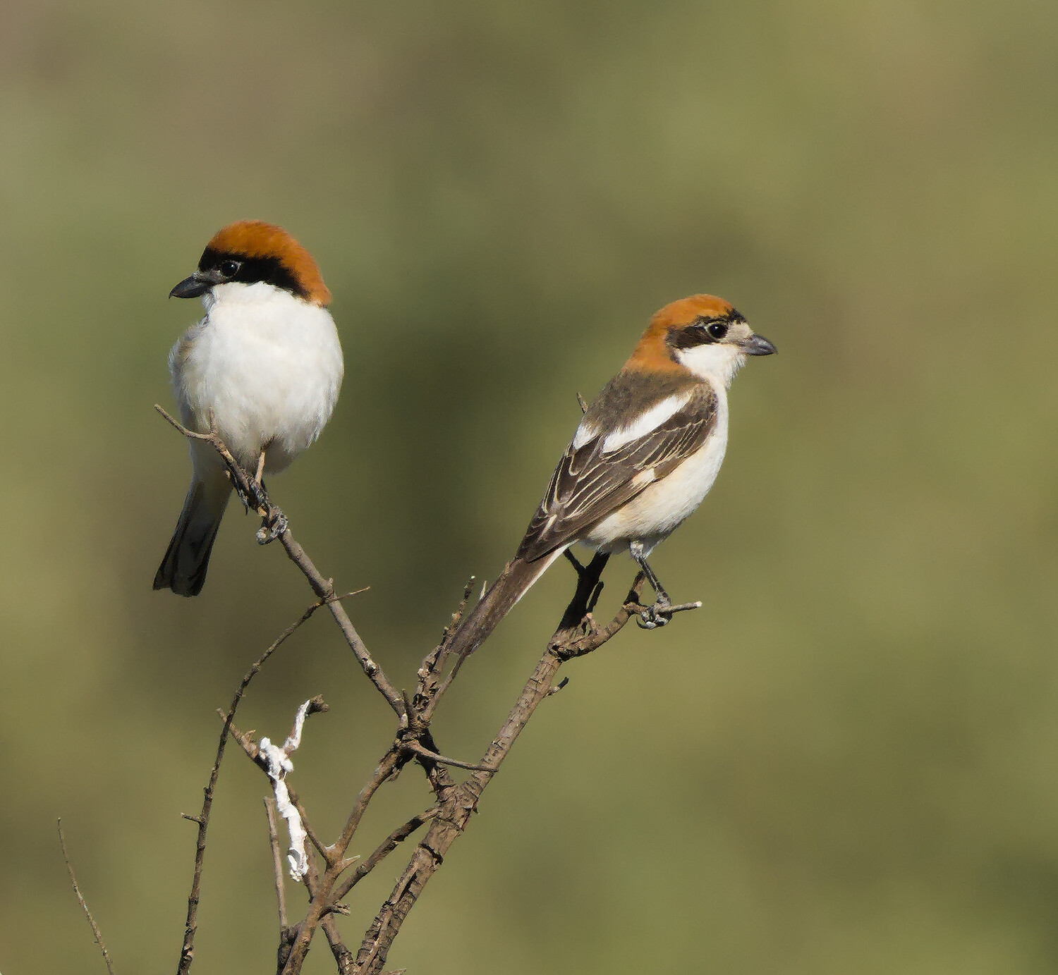 A pair of Woodchat Shrike sat on a couple of thin branches at the top of a tree. Mr is sat on the left facing forward but looking left. Mrs is sat on the right and she is facing to the right.