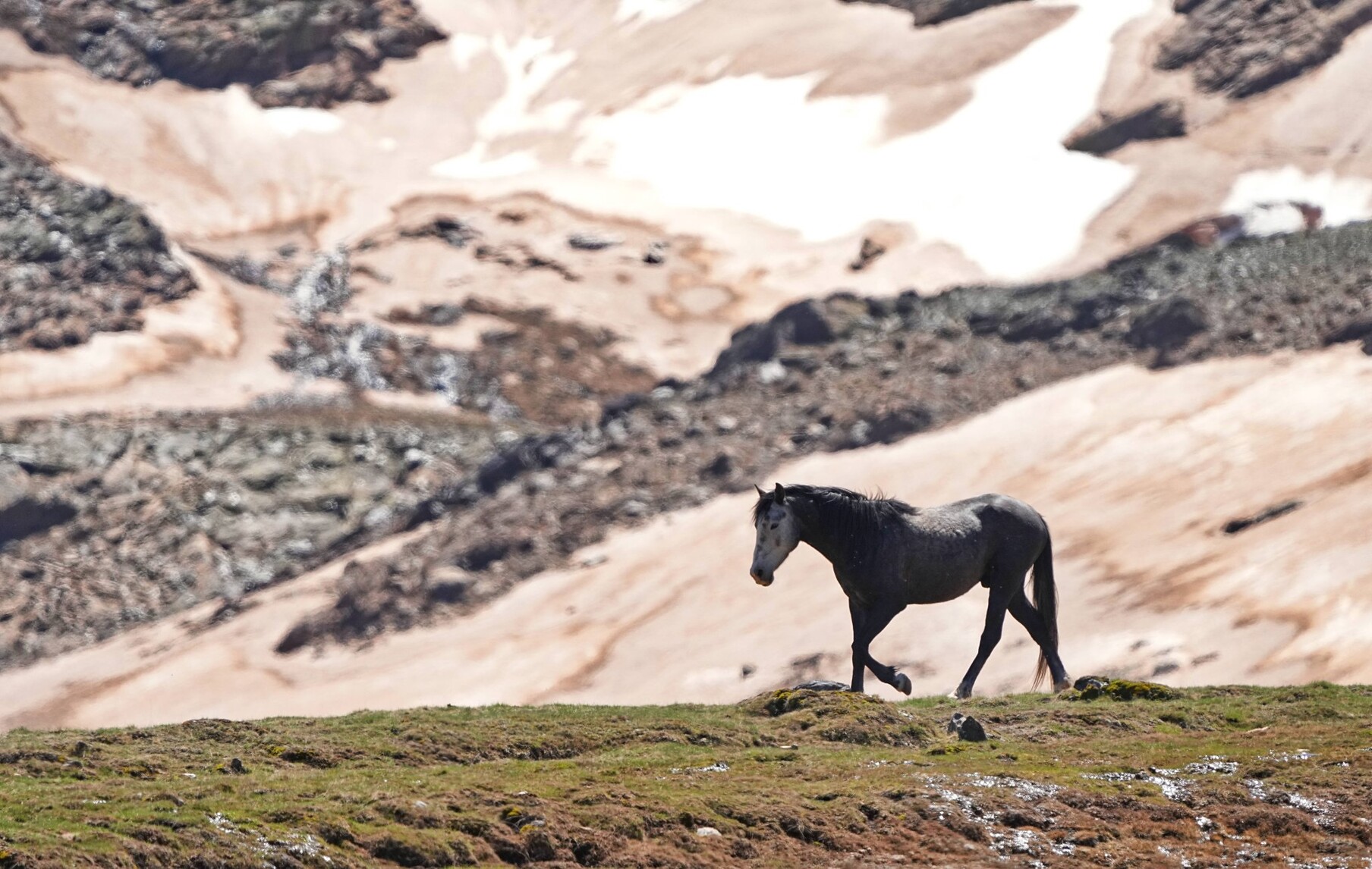 A dark grey stallion walking across a green area in the high mountains with snow coloured by Saharan dust and rocks behind him