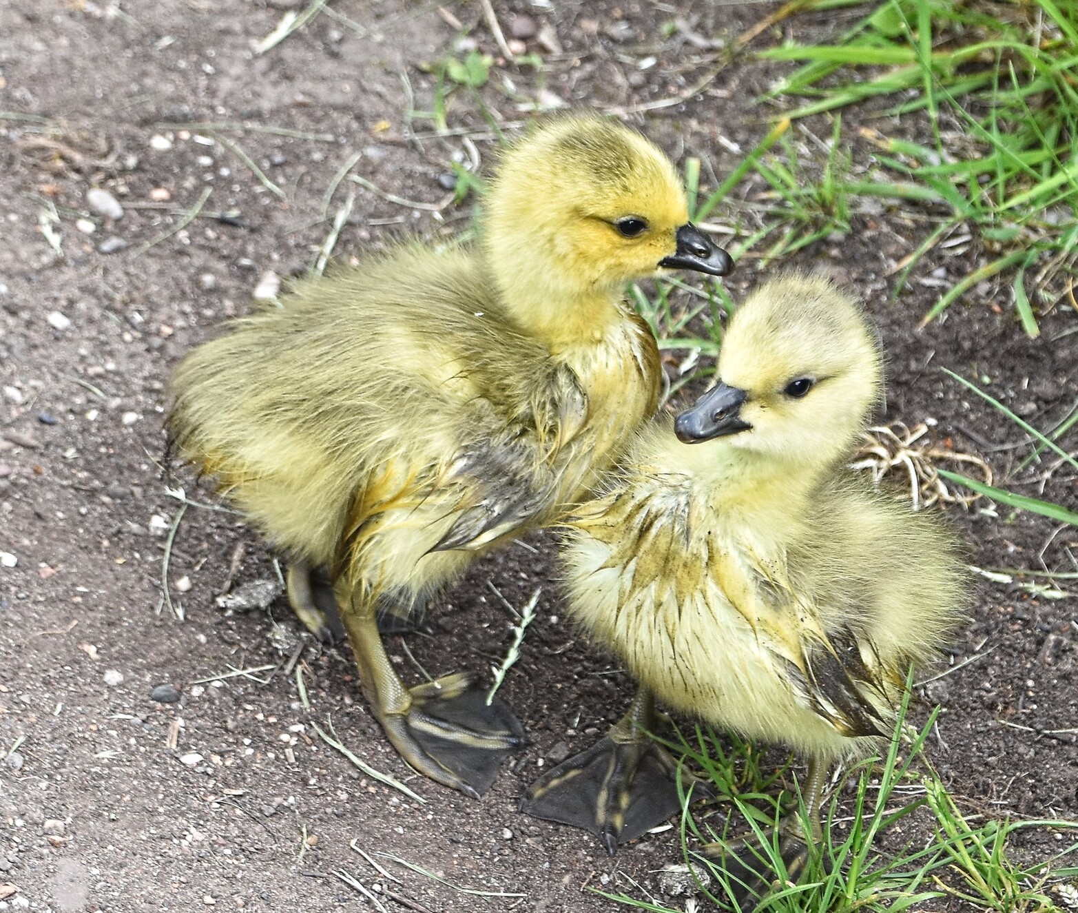 Two little yellow ducklings on the canal towpath
