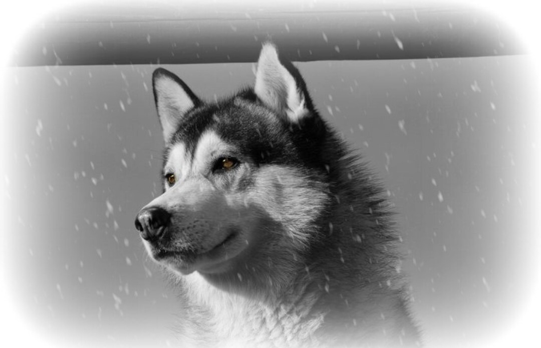 Black and white picture of Siberian husky Khumbu.