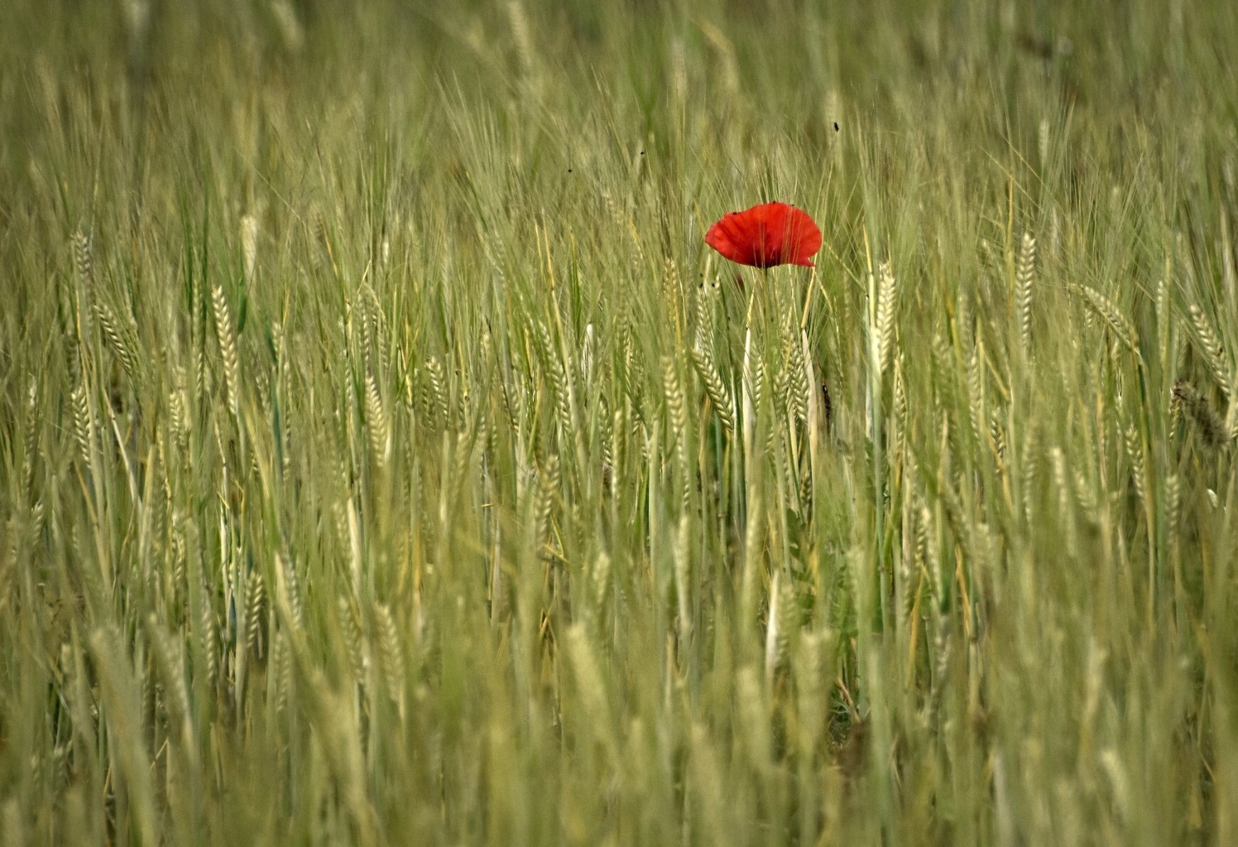 A red poppy standing alone in a field of barley