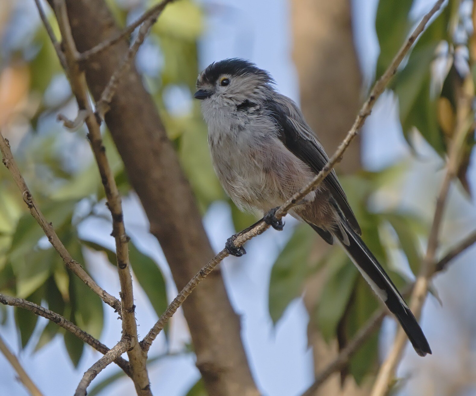 Long-tailed Tit sitting still long enough to get an in focus shot. Sitting side on to the camera