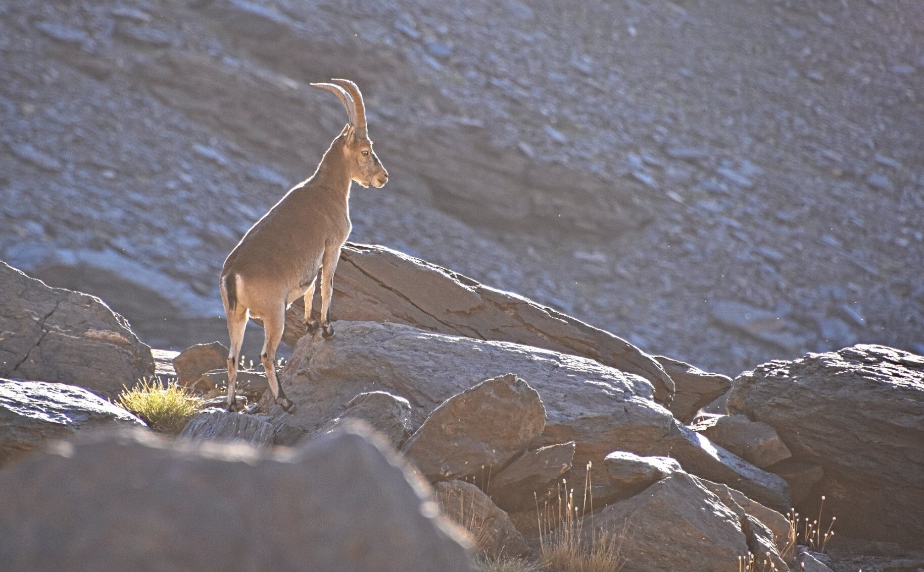 A male Iberian Ibex standing on rock watching the approaching humans