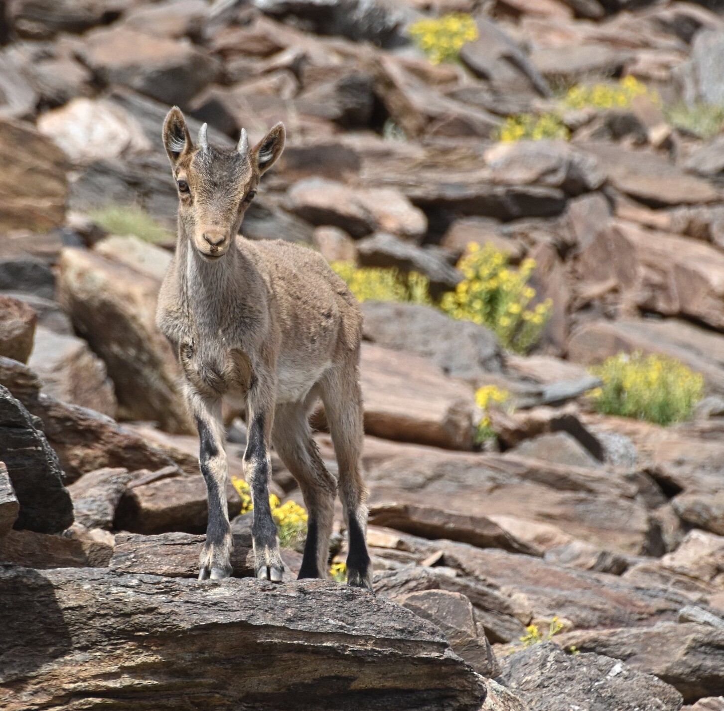 A young Iberian Ibex standing on a rock looking at the camera with yellow flowers scattered among the rocks behind