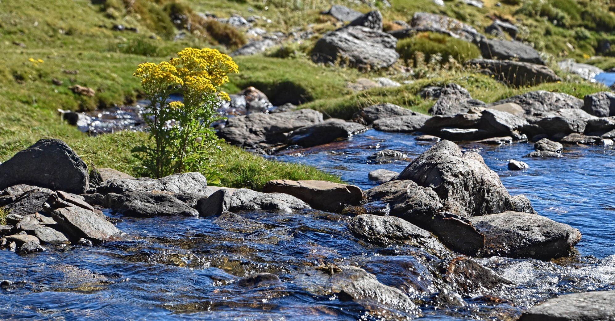 A picture of some yellow flowers growing beside a mountain stream