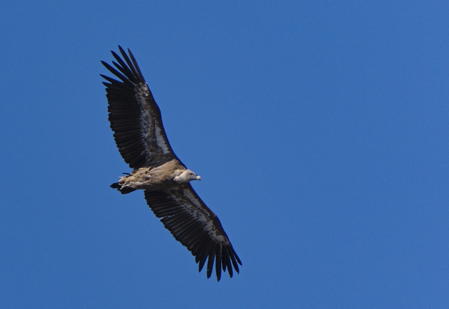 A photo of the underside of a Griffon Vulture flying overhead
