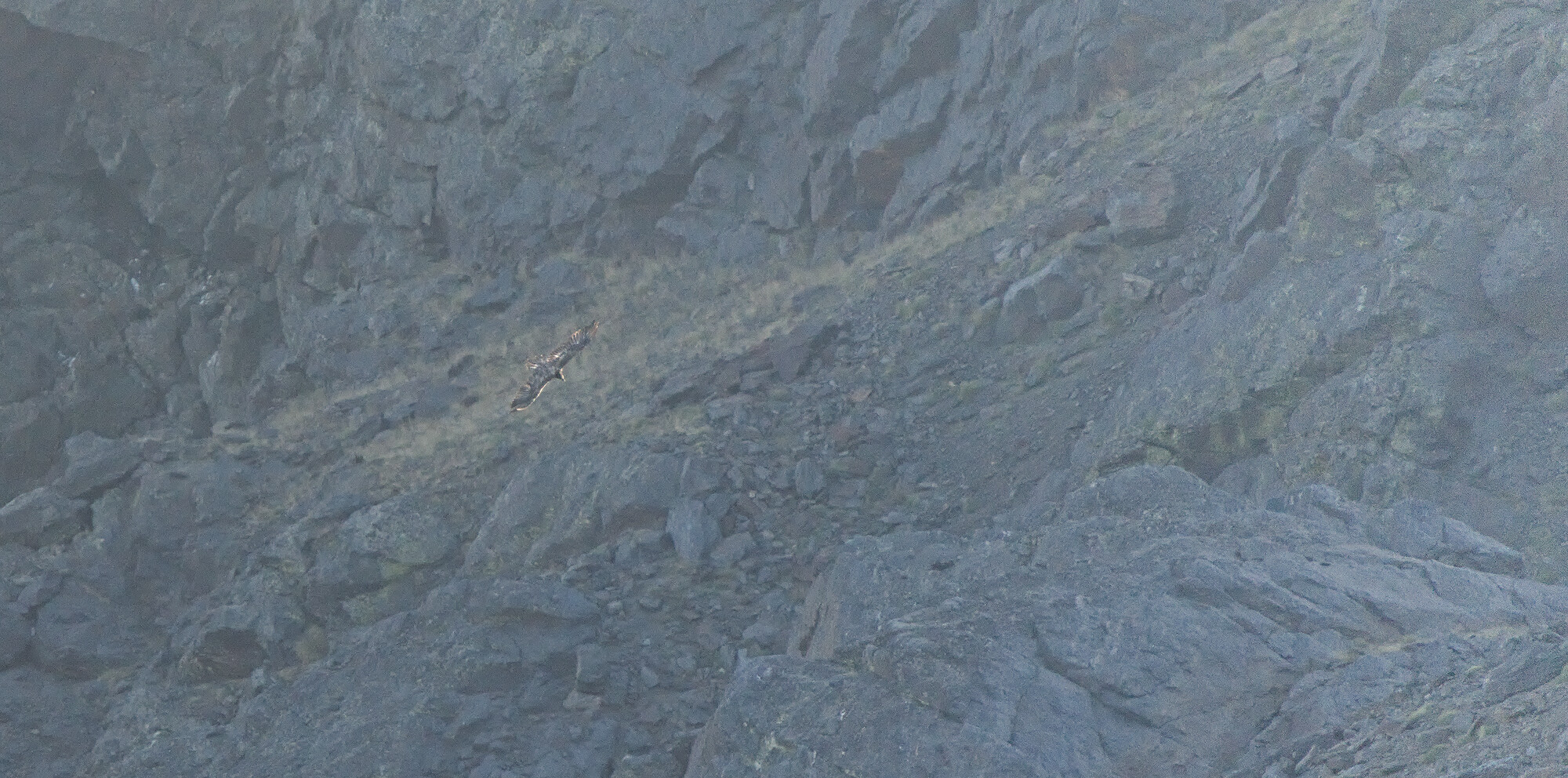 Distant shot of a Lammergeier flying close to a mountain