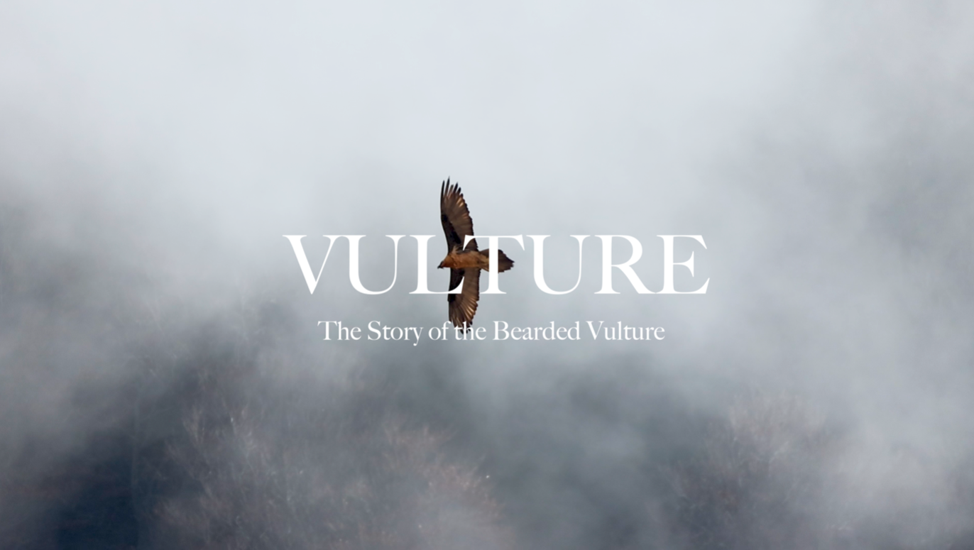A picture taken of the title of the video link. It shows a Bearded vulture flying through the clouds above trees.
