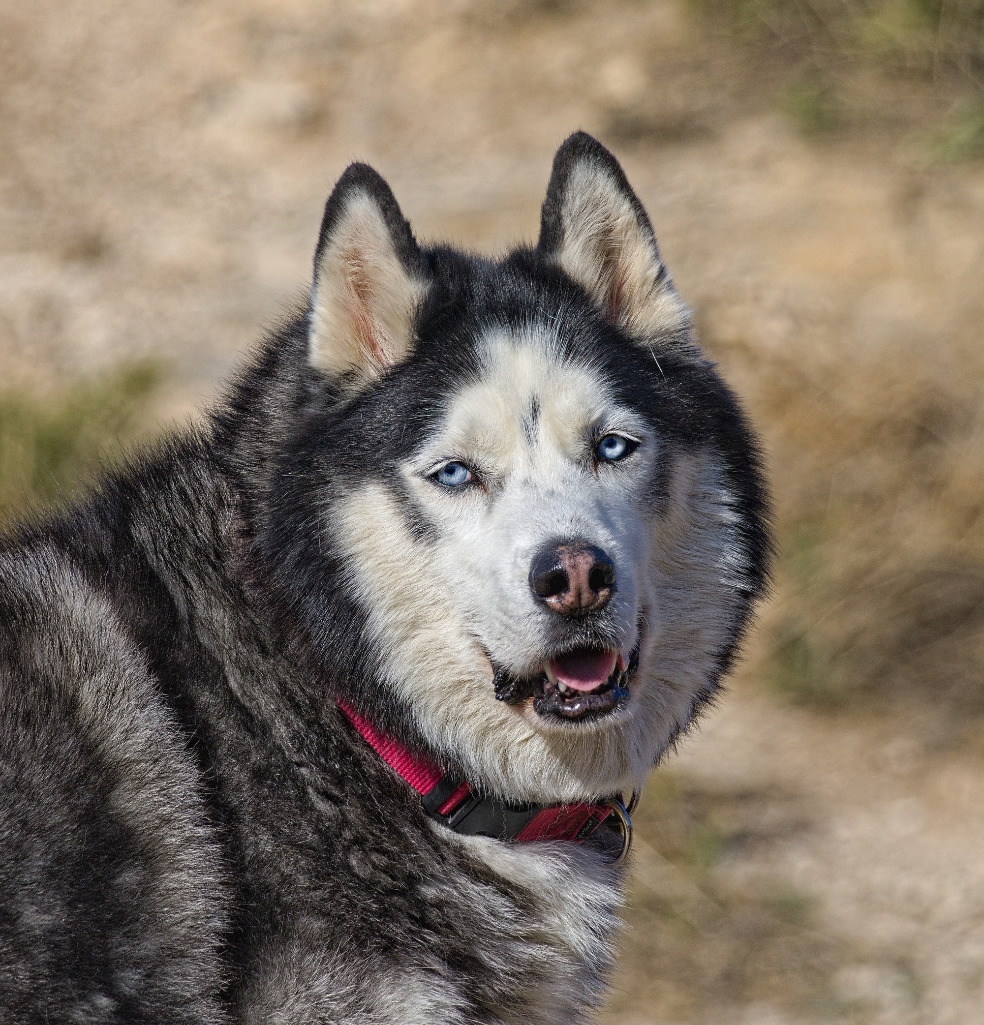 A pale blue eyed black and white husky wearing a red collar looking at the camera. 