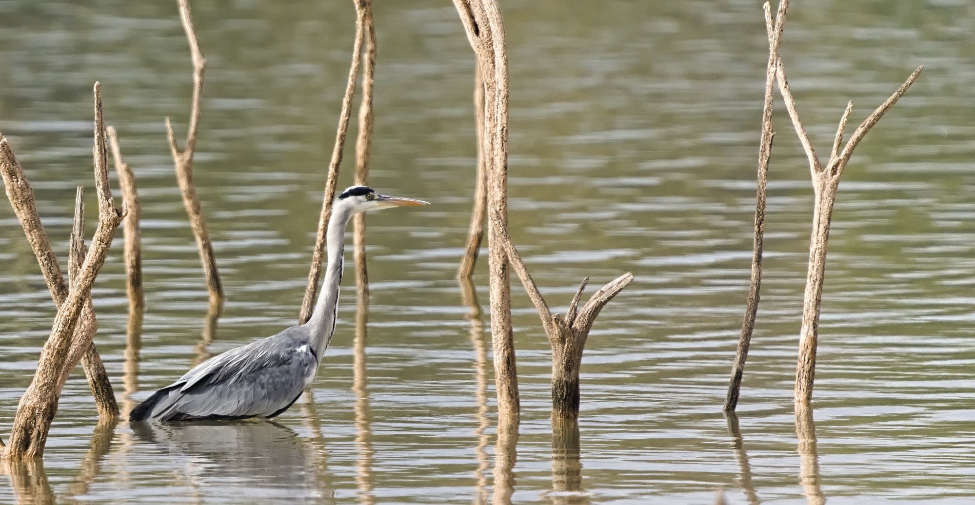 A Grey Heron walking in between dead trees in a lake of green/brownish coloured water.