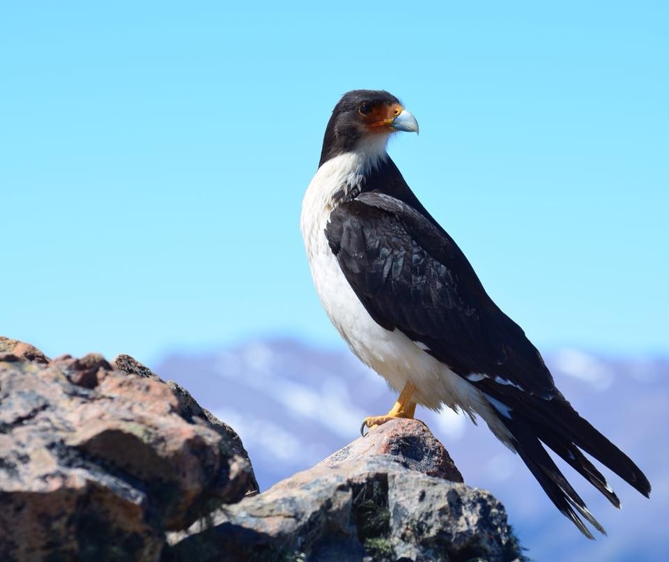 A White-throated Caracara sitting on rock with a blue sky and mountains streaked with snow in the back ground. The bird is a bird of prey. It is standing side on to the camera with  it's head turned looking behind it. The under body is white, it's head, wings and top of the body is black. It has yellow legs with long claws. It has an orange coloured featherless part of face and the beak is clear blue colour.