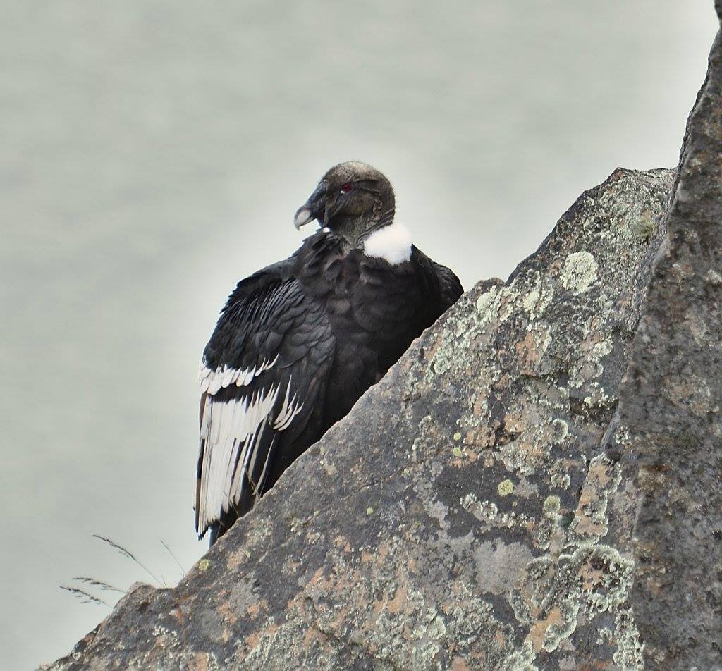An Andean Condor perched on a rock face with a grey river below and behind. The rock face is on the right half of the picture. The bird is black and white. Mostly a black body, with white on it's wings and a white ruff around its bold black/grey head. It has a read eye.