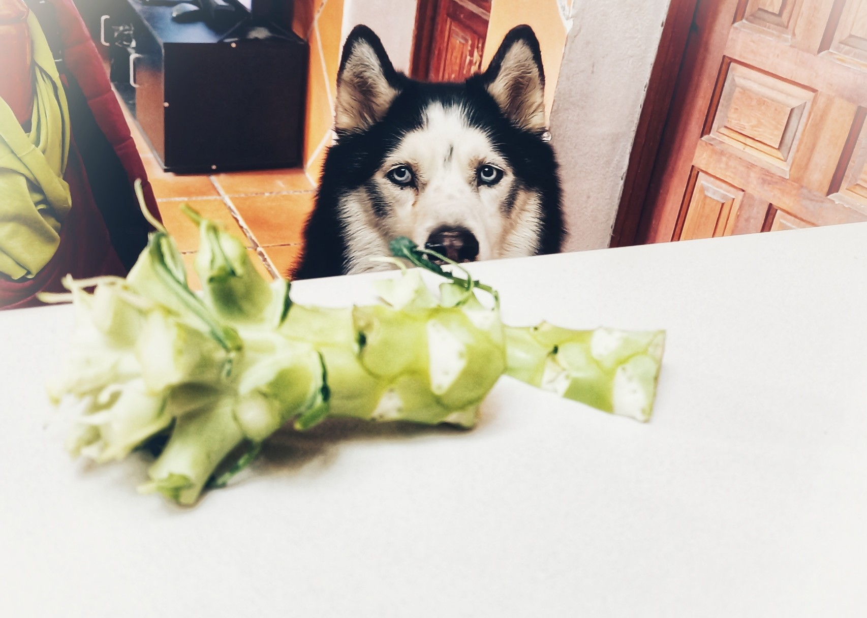 Light blue eyed black and white husky sat staring at broccoli stalks on a white kitchen counter.