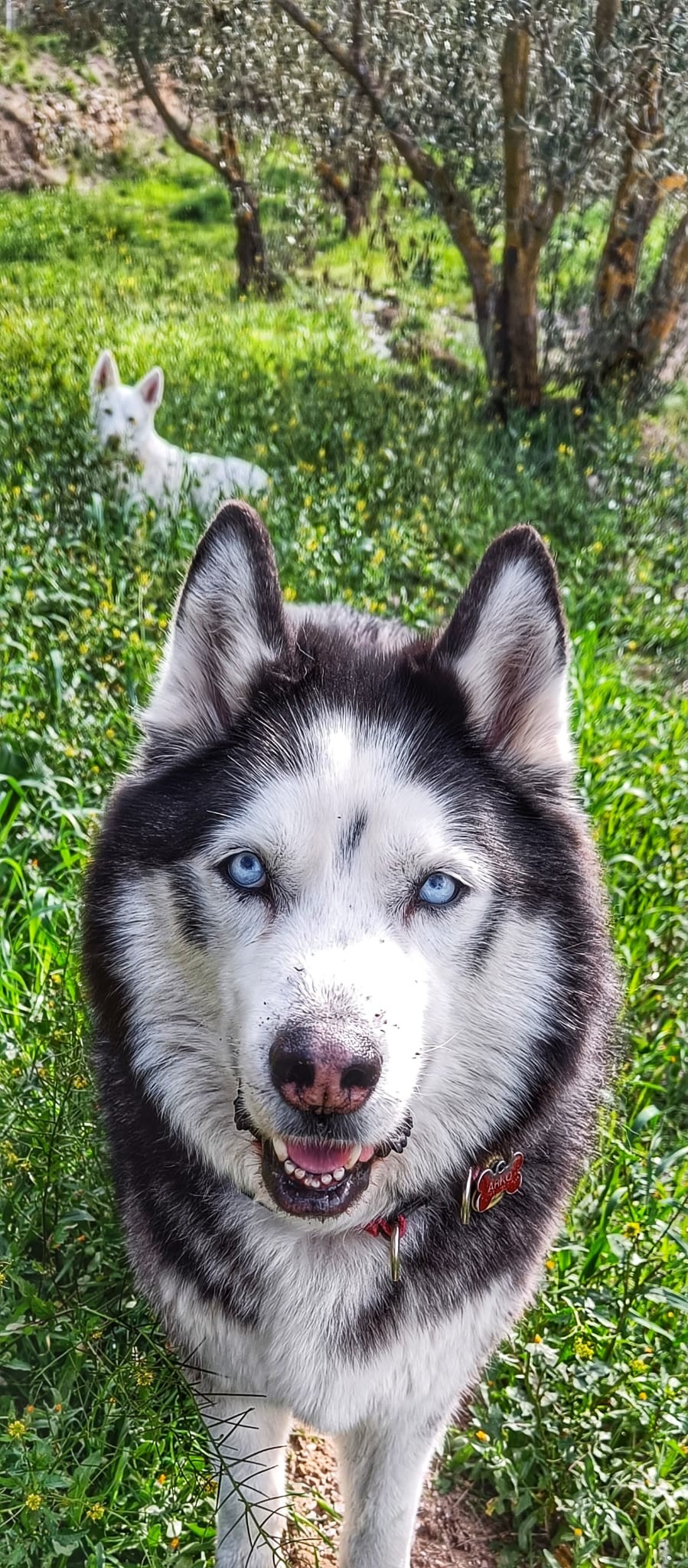 Picture of a light blue eyed black and white husky looking at the camera with his mouth slightly open giving the impression of a smile. Just above his left ear a white dog is laying down ears pricked up also looking at the camera. Both dogs are standing in various shades of green grass with a few young olive trees above and to the right of the dogs.