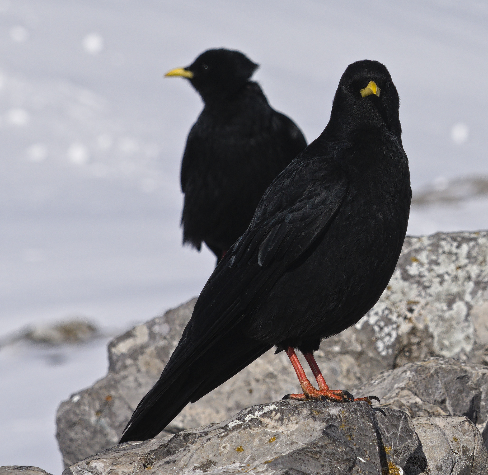 Picture of an Alpine Chough pair. The plumage is glossy black with a yellow bill and red legs. The front bird is looking directly at the camera with the bird behind looking away. They are both on grey rock with snow behind them.