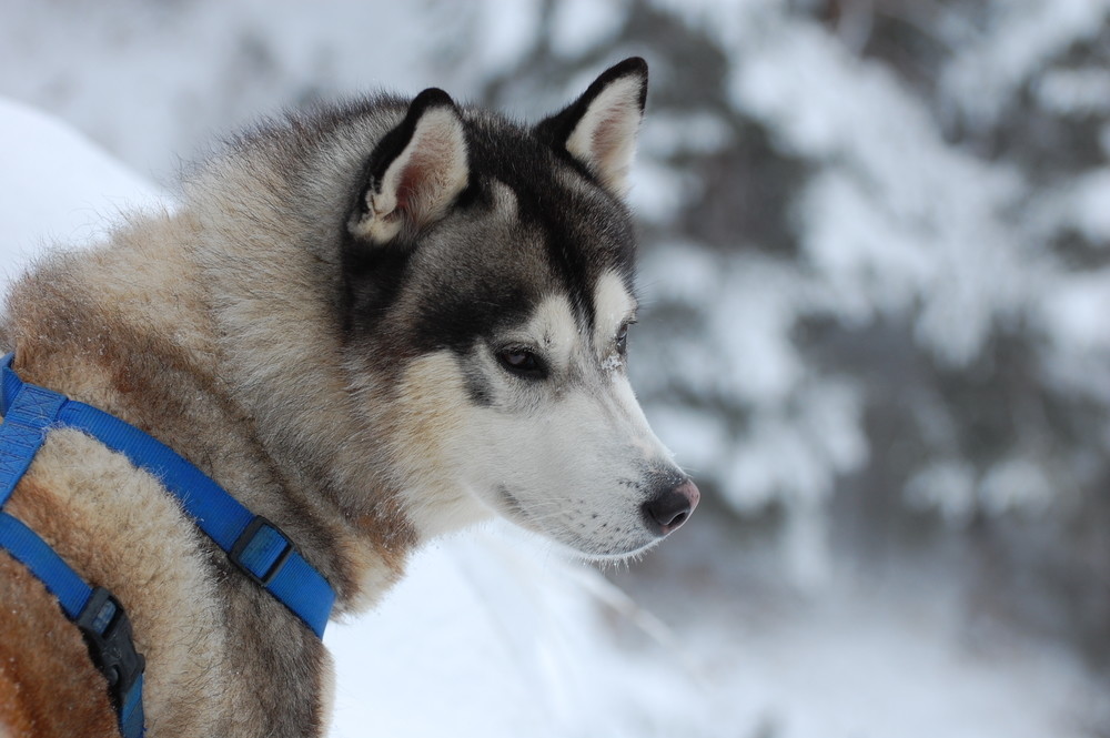 A black and white Siberian husky looking over to the right. He is wearing a blue harness. He is on a snowy bank with blurred out snowy trees behind.