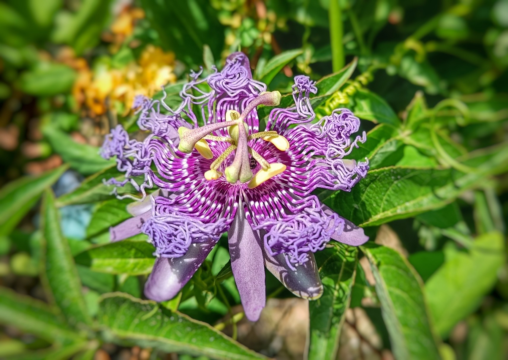 The first Passion flower of the year. I have no idea how to describe this crazy purple flower with mostly blurred out green leaves behind.
