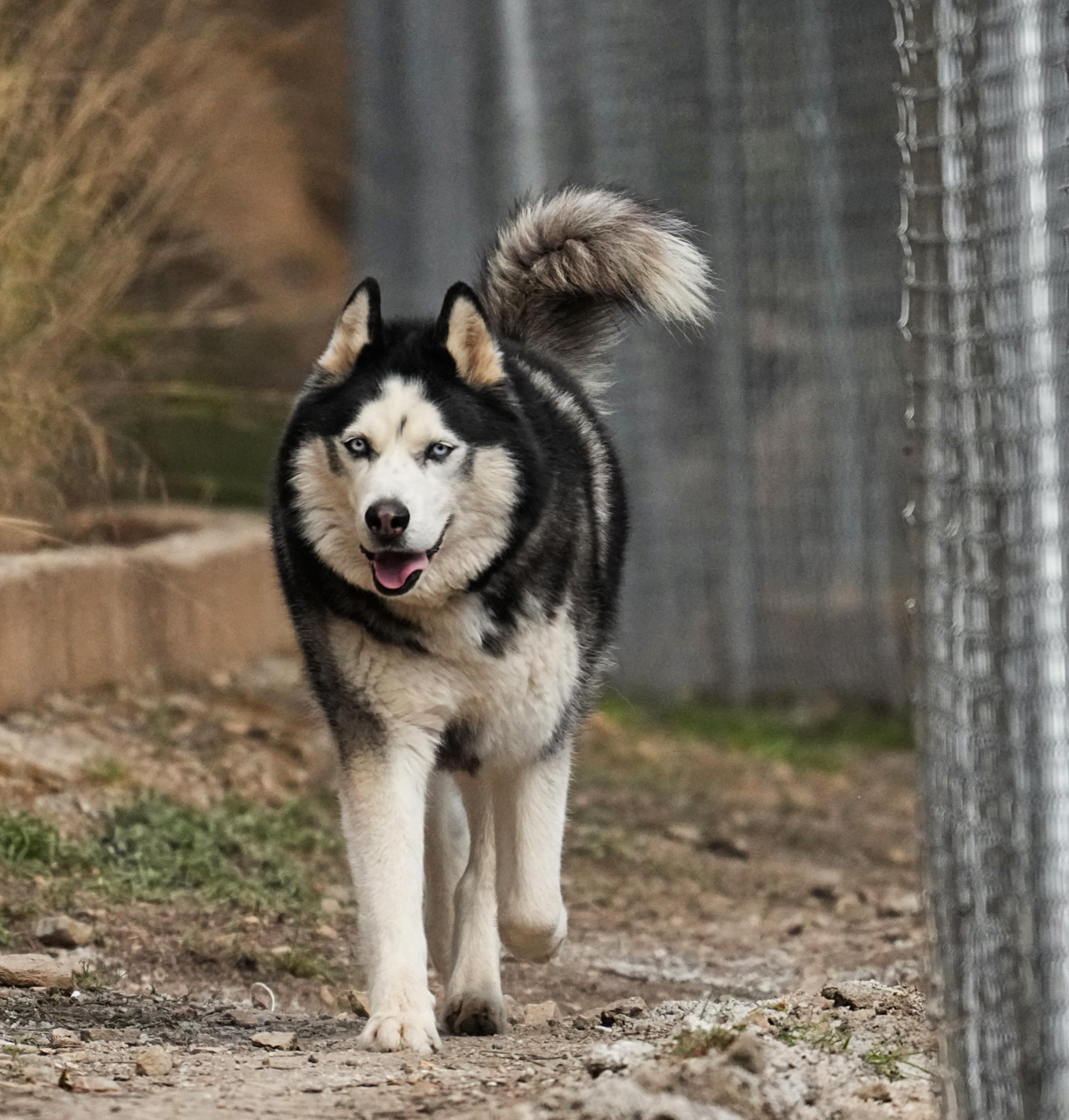 Showing a black and white husky walking towards the camera. Blurred out metal fence on the right and dry grass on the left.
