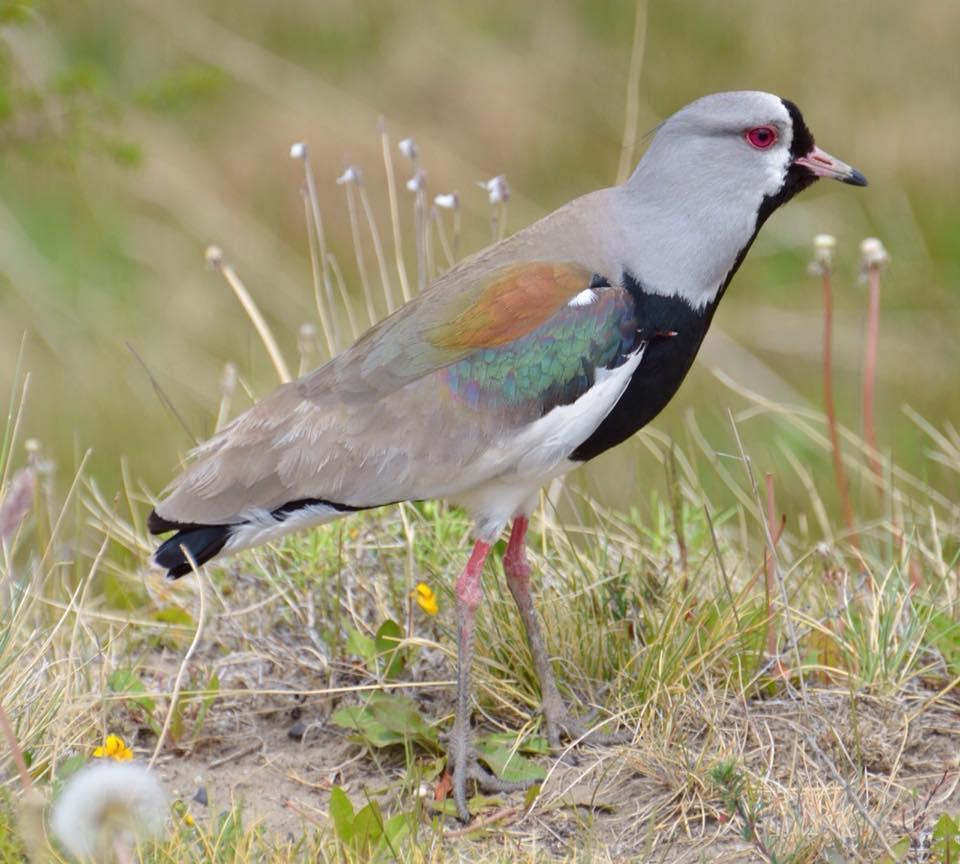 A wader bird, Southern Lapwing. Red eye, pink bill, black front of face and chest, grey head, bronze oil spill looking patch on the shoulders, white belly. Legs are pinkish grey. Standing among grassy dandelion patch.