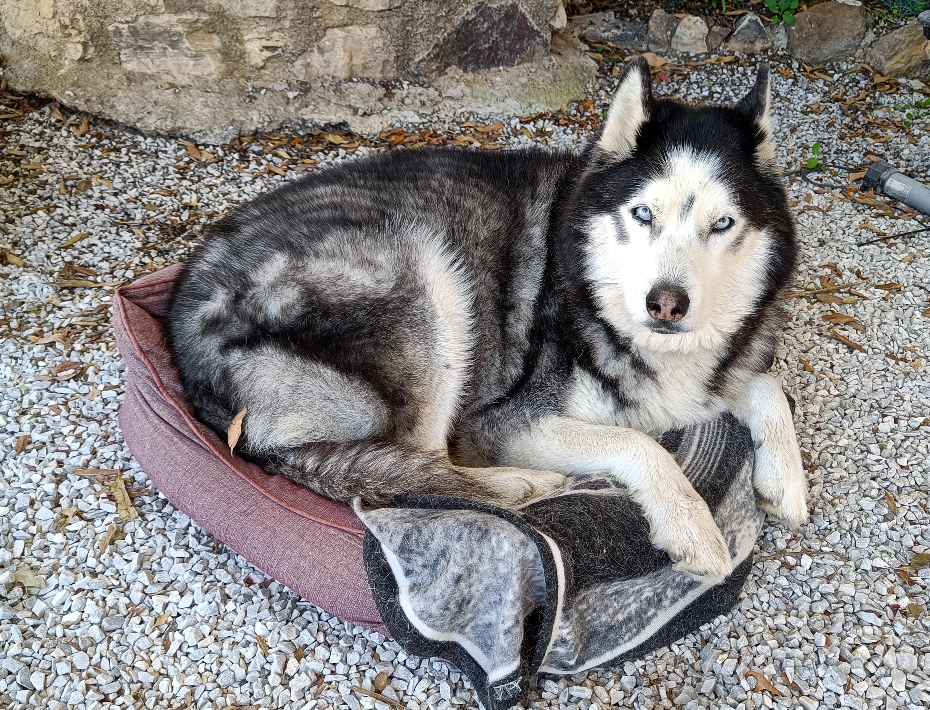 Black and white husky looking at the camera squeezed into a small dog bed.