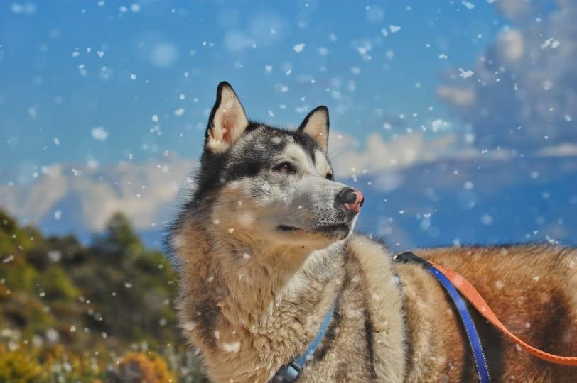 A black and white husky looking side on showing his perfectly lit face side on and his snow nose. Behind him are shrubs, mountains and clouds. A filter showing snow flakes has been put over the picture. 
