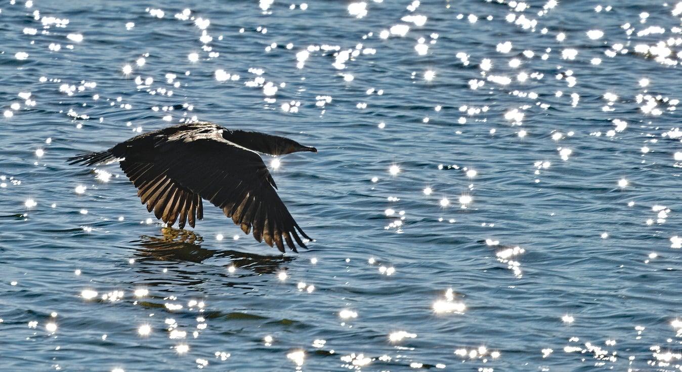 A large dark bird flying just over the water. The water is catching the sun making it sparkle.