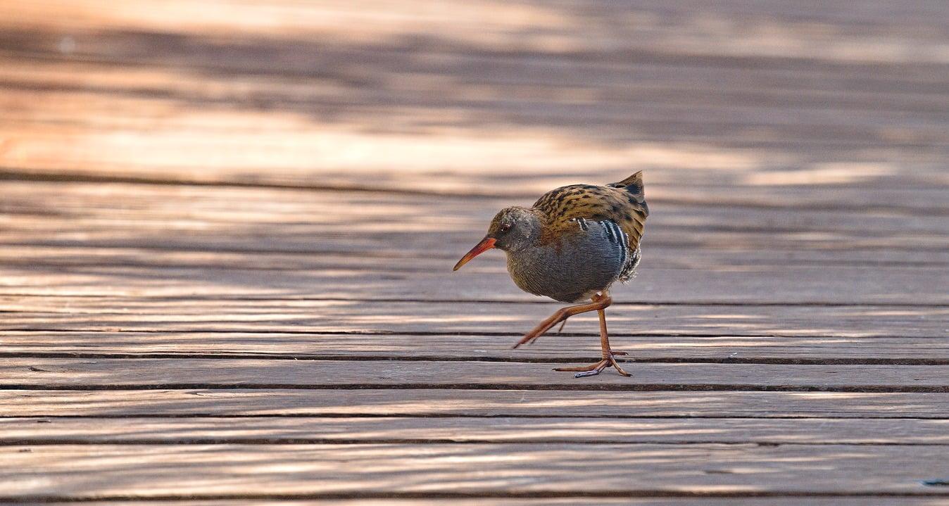 A Water Rail walking along a sun dappled boardwalk. The bird is side on to the camera with one big foot raised moving forward. The bird has a long redish beak, grey head and lower body, on the top is light brown with black flecks through the feathers.