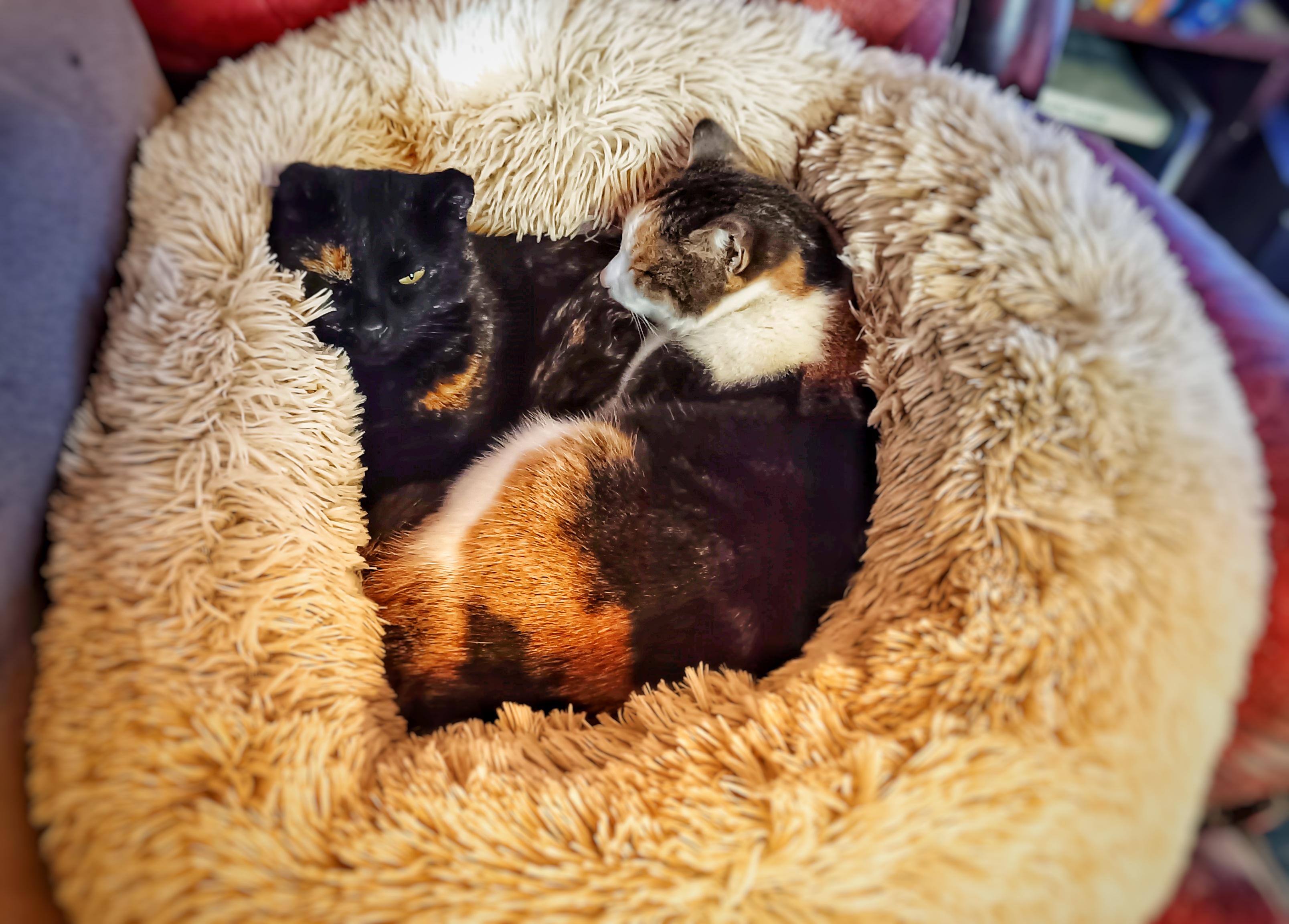 Two cats snuggling in a cream fluffy bed.