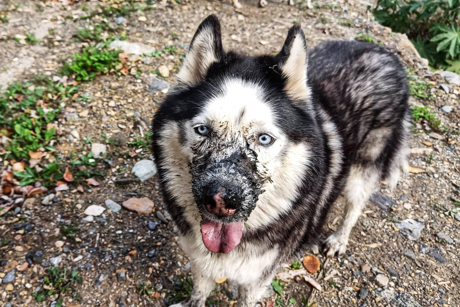 A black and white husky with blue eyes. He has dark mud all over his muzzle making his blue eyes stand out even more. His snow nose is prominent as is his pink tongue. He has quite a pleased look on his face!