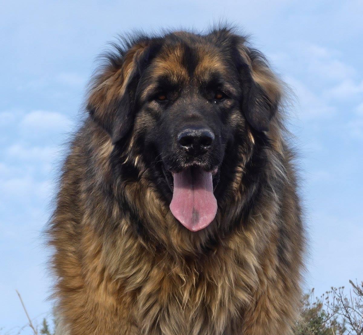 A Leonberger dog looking at the photographer. She has her big pink tongue hanging out of her mouth. She has brown and black fur, brown eyes and a big black nose. Light blue sky behind.