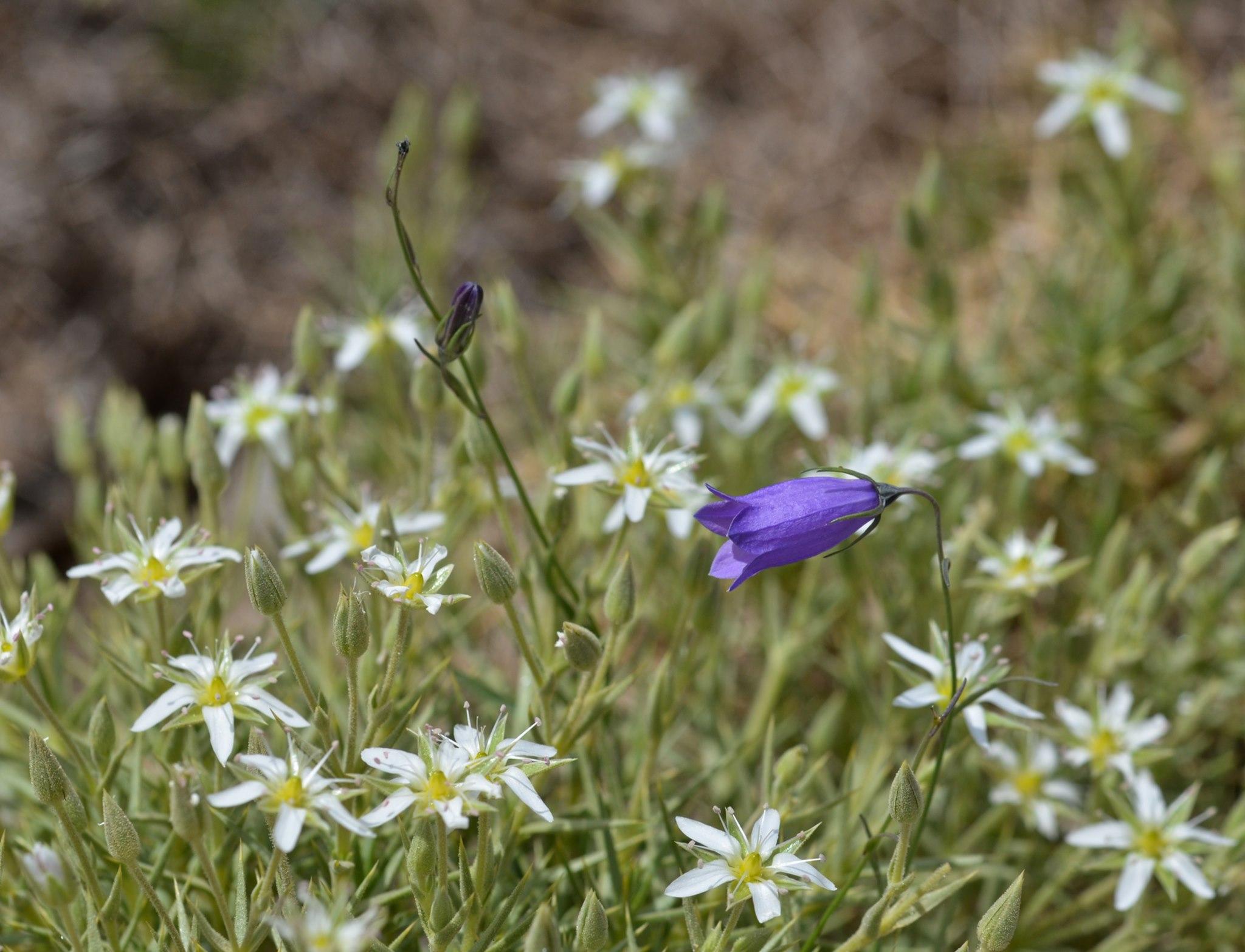 A single purple/blue bell shaped flower standing taller than the white flowers below it.