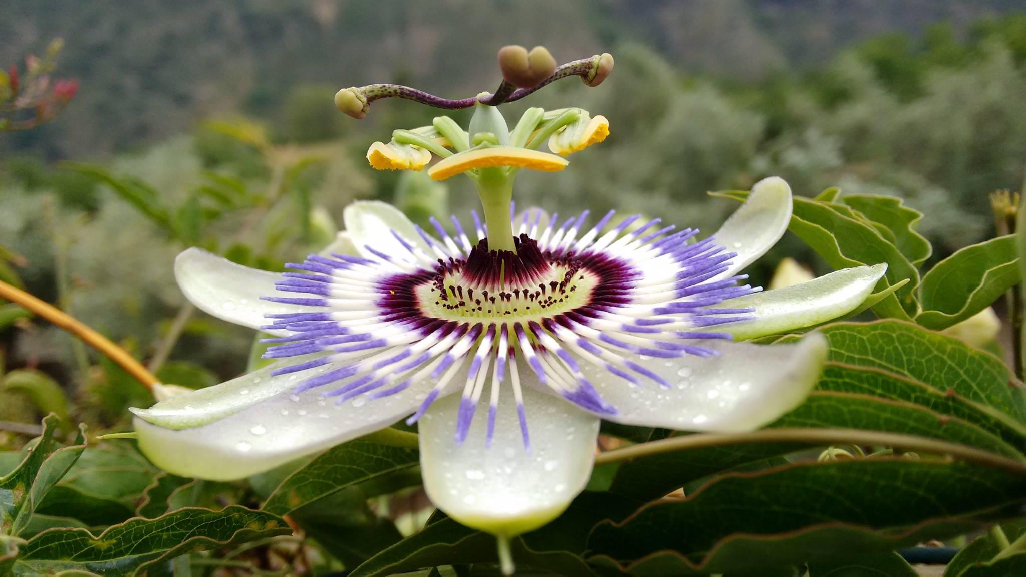 A Passion flower with it's crazy design. Maybe 8 white petals are the bottom, on top of those are white a purple needle shape petals of the flower fanning out. Towards the centre dark purple and green parts fan around the stamen. The stamen is light green with five or so yellow bit attached and above that there is more craziness with three wibbly purple and green stems ending with a bottom shape! 