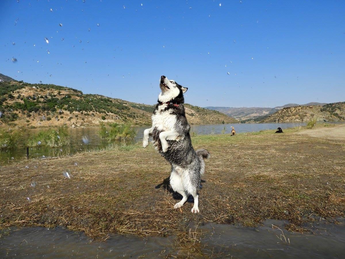 A black and white husky standing on his hind legs trying to catch water droplets. He is stood on some muddy yellow grass land with water in front and behind him. A blue sky. Two small dogs are sat behind him. Water droplets are left and centre of the picture.