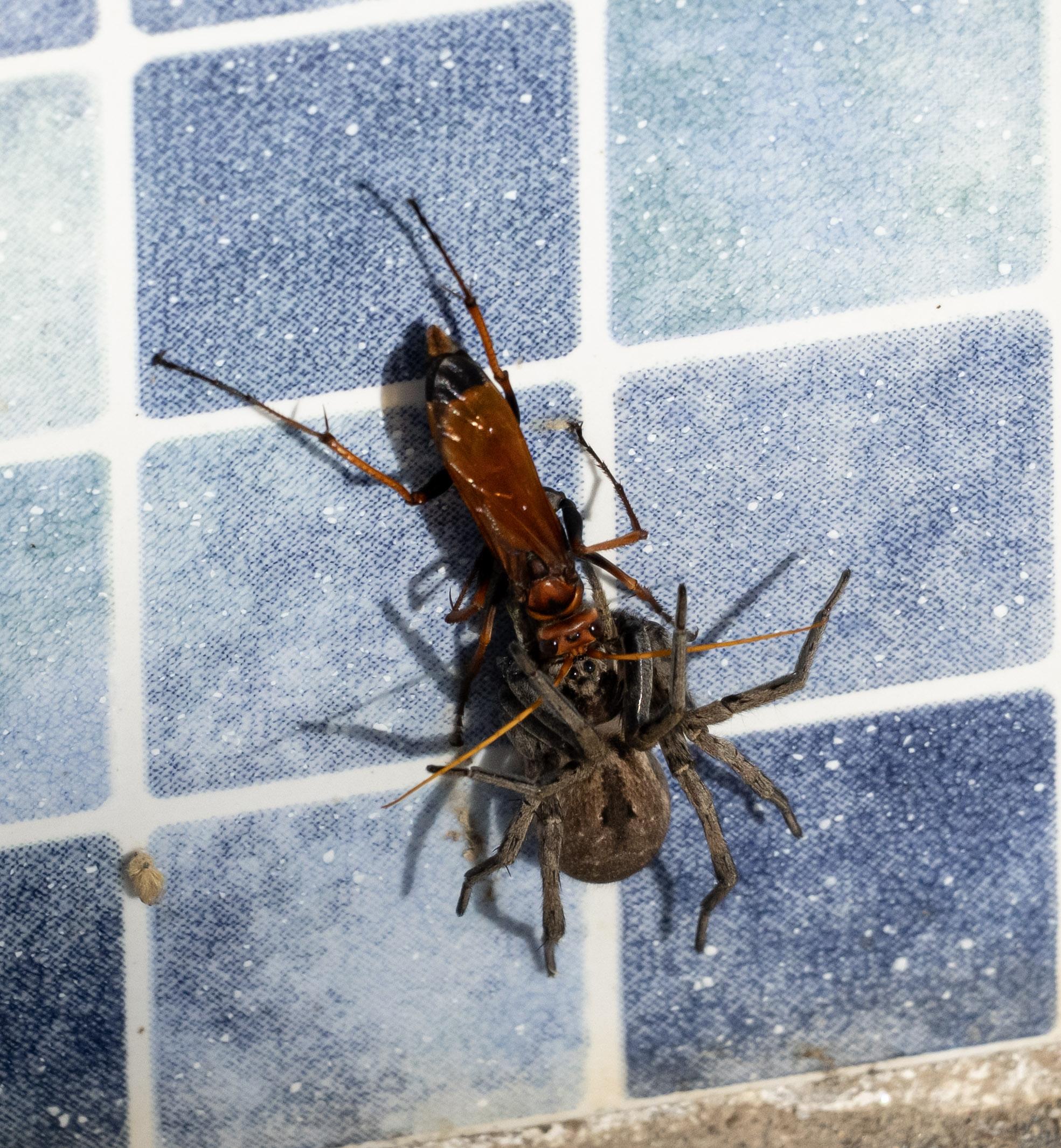 A spider hunting wasp dragging a wolf spider up the side of a some old pool tiles. The pool tiles are various shades of blue. The wasp is ascending backwards up the tiles, using it's mouth (I think) to hold the spider. The two creatures faces are together. The wasp is orangey brown in colour. The spider is brown. This is an edit of the text, I had it down as a European Hornet but have been made aware that is indeed a spider hunting wasp. 
