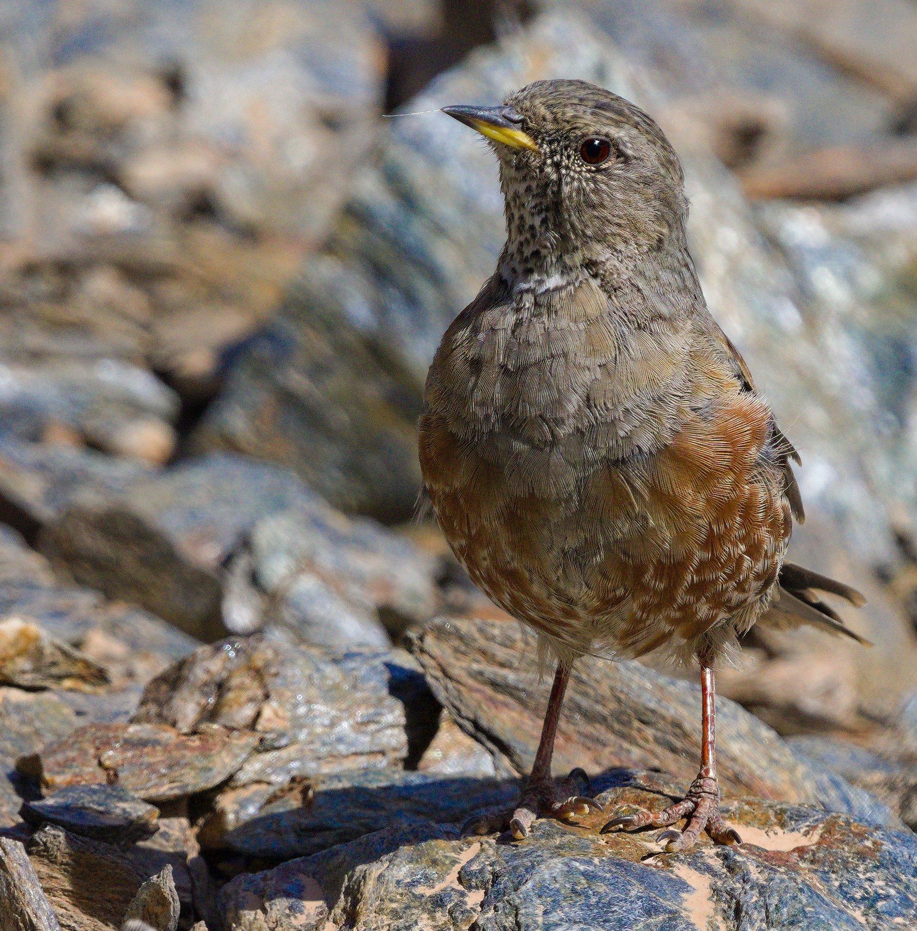 A small sparrow sized bird looking sideways at the camera. The bird has a slight red eye in a brown head and neck, the throat is spotted white. The beak is black on top, yellow underneath. The main body of the bird is reddish brown. Pink legs. The bird is stood on rocks.