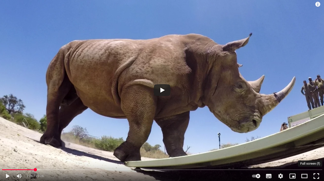 A screenshot of a video recommendation. It shows a Rhino moving backwards from a trailer onto the sandy type soil. The shot has been taken from ground level. You can see trees and bushes through his legs and a group of people standing safely on a container, middle right. 