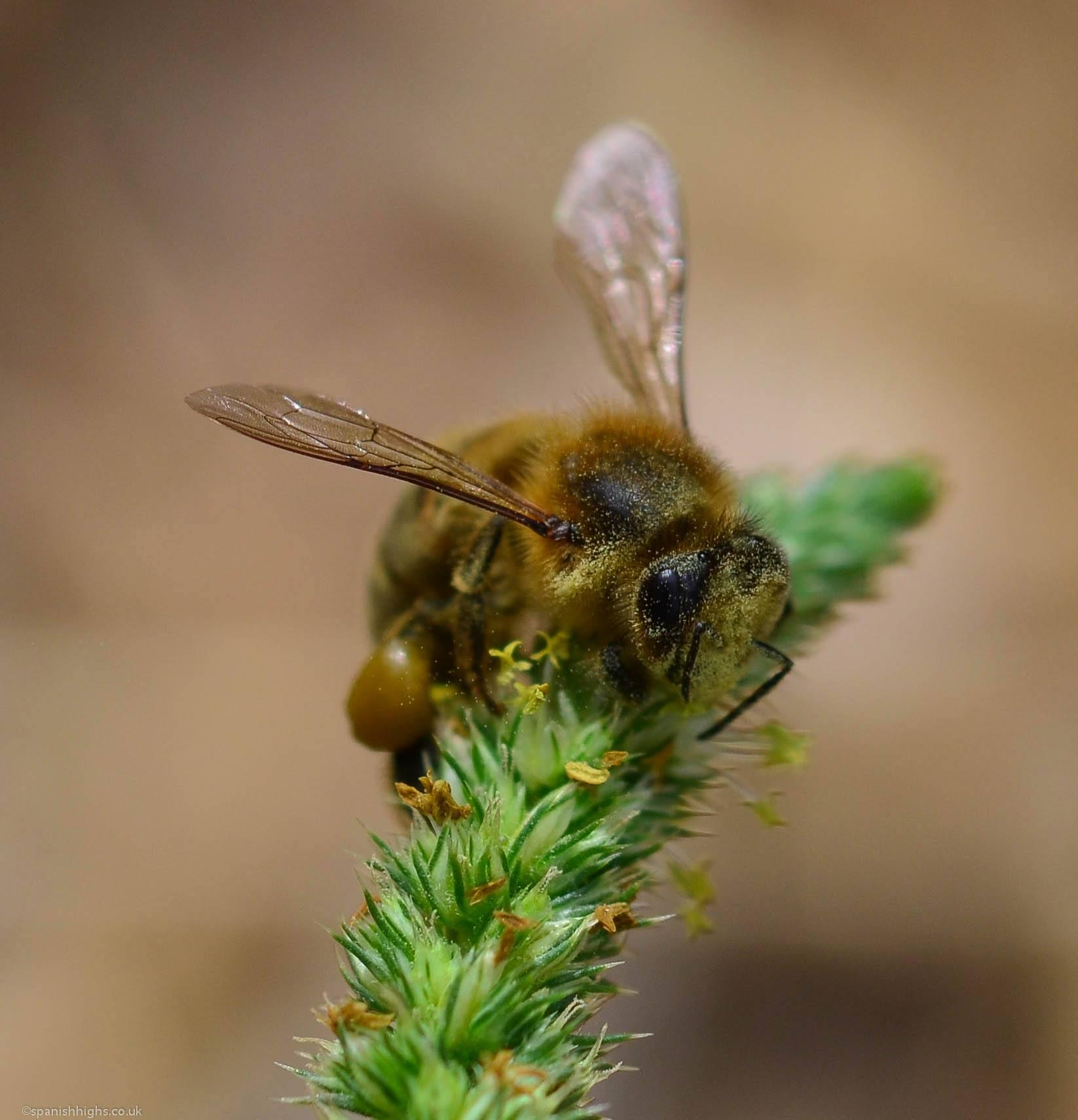 A picture of a bee with a face full of pollen and pollen collected on it's legs. The bee is on a long green plant head with yellow pollen on it.