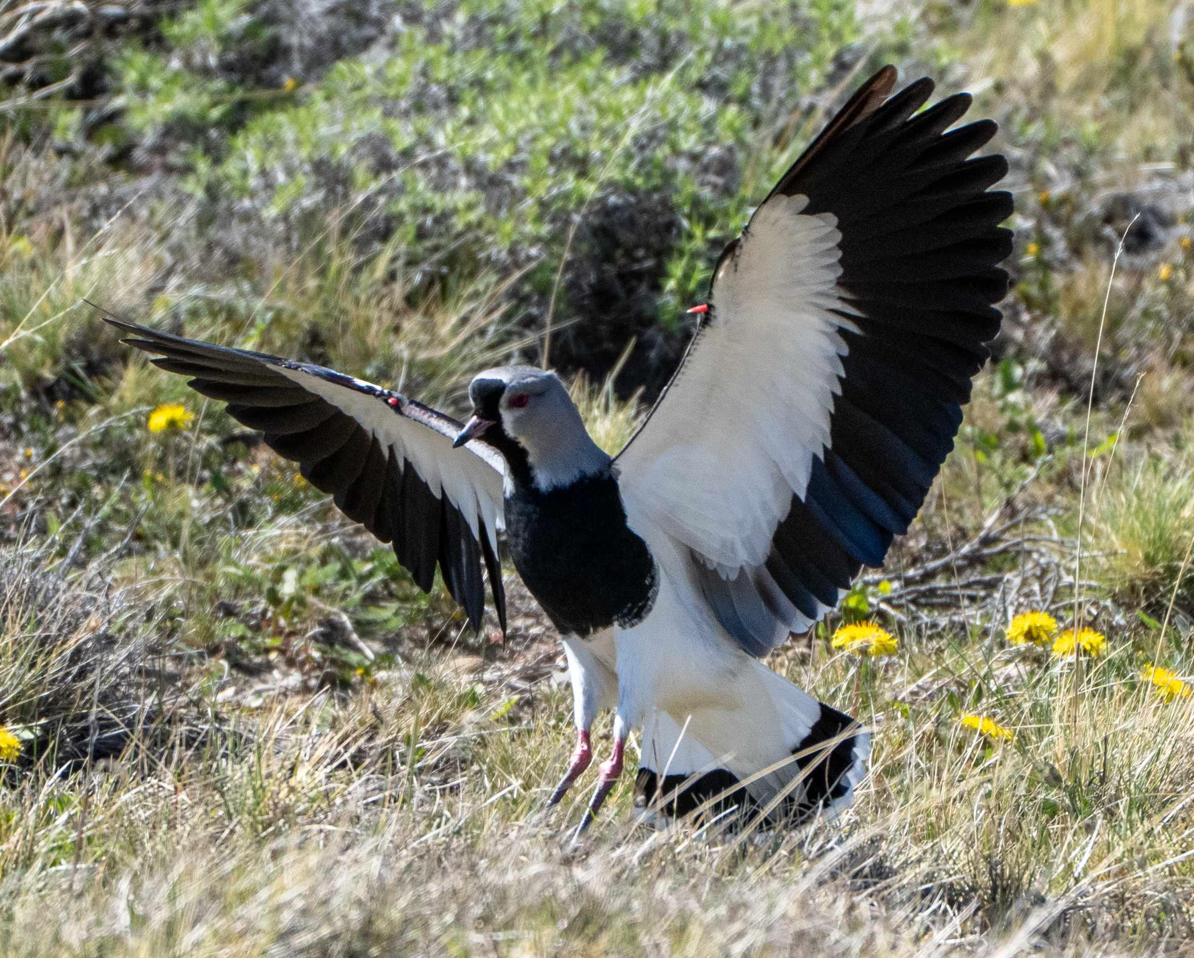 Southern Lapwing landing. Wings outstretched to land. White under wings with black edges. Pink spurs showing well on the upper edge of the wings.