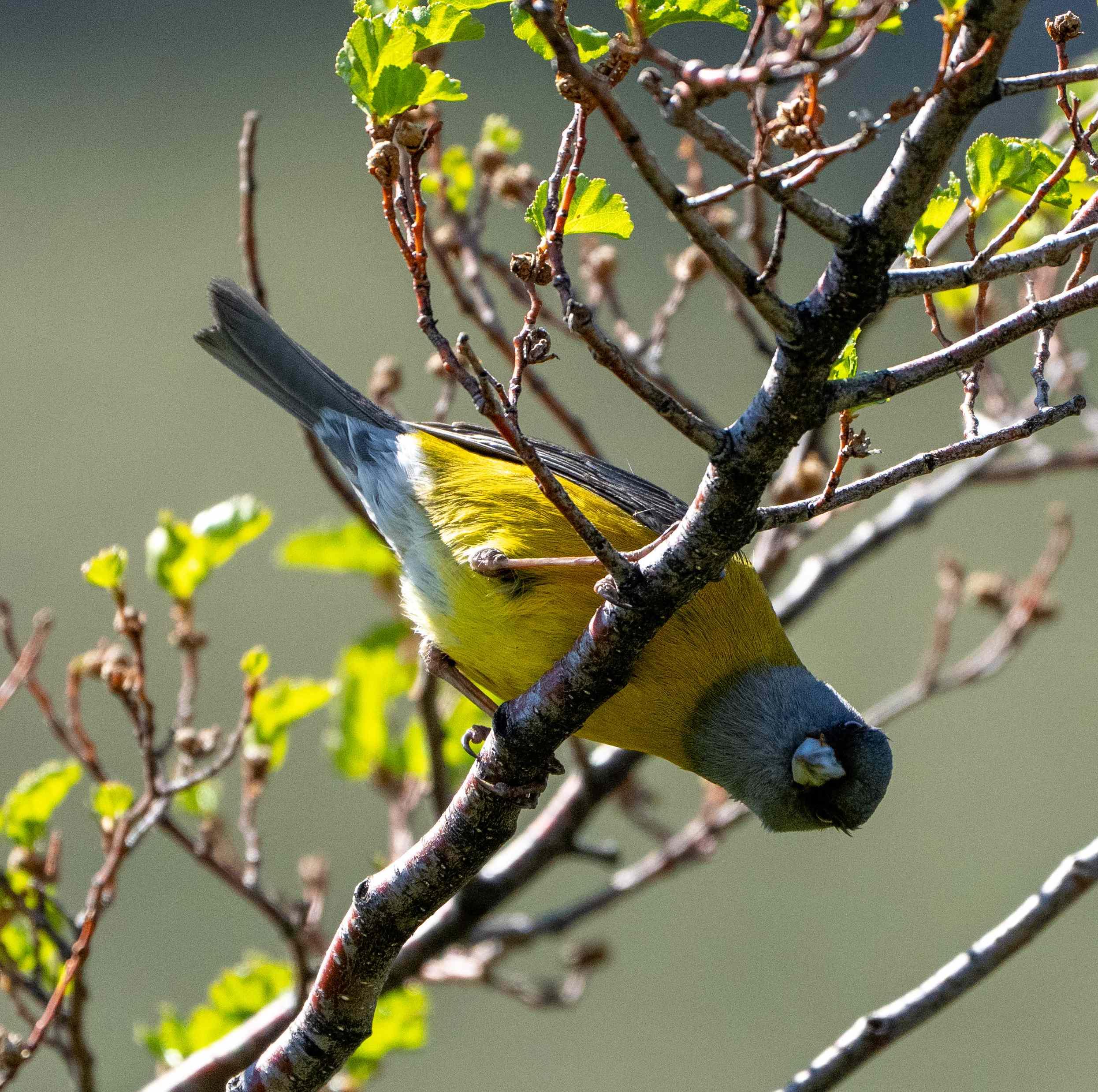 I spent ages trying to capture this Patagonian Sierra Finch. It landed in a tree close by. It was rarely still and with the infamous Patagonian wind blowing strong it was hiding out. Just briefly it came to my side of the branch and momentarily hung upside down!