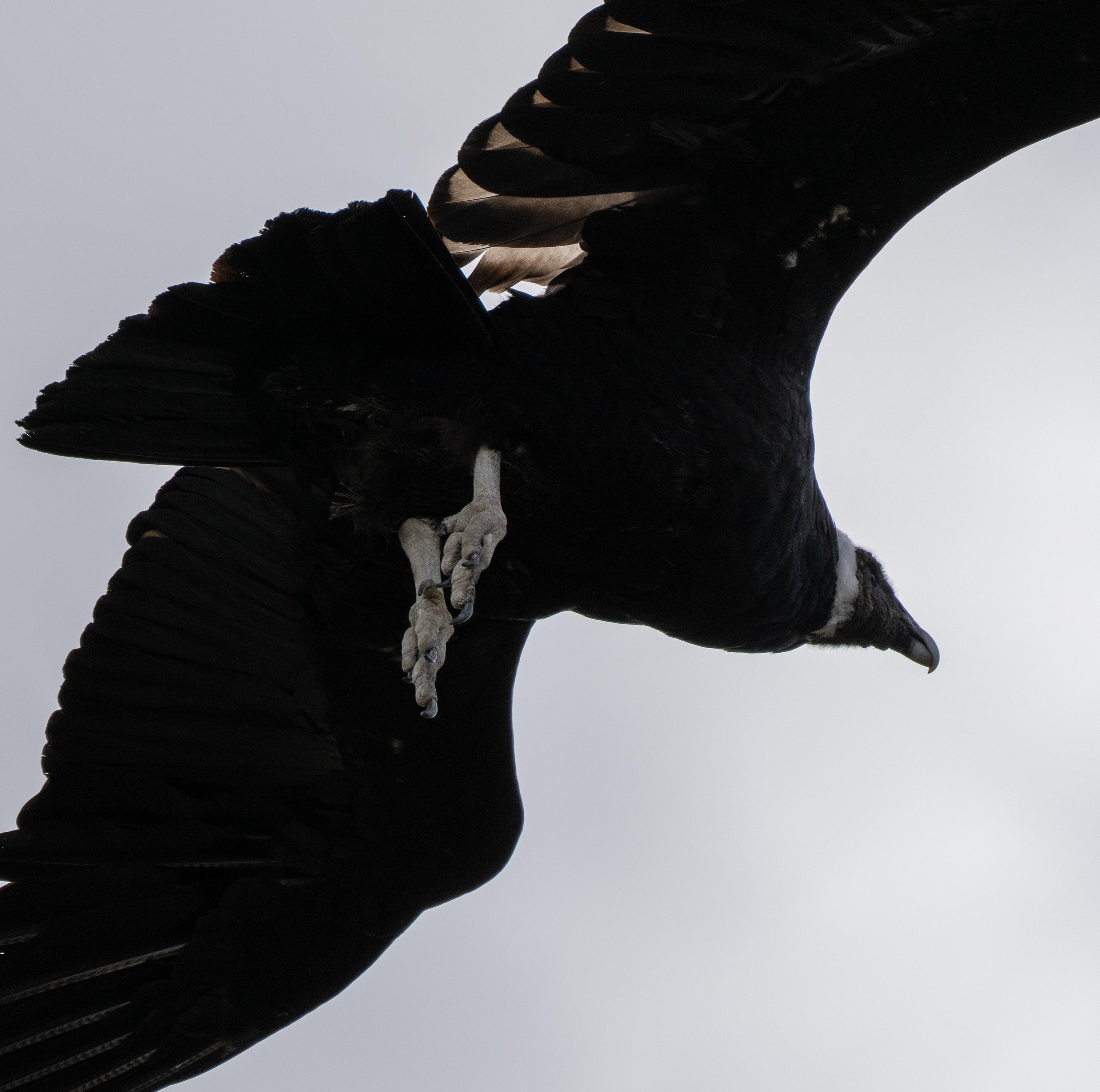 An underside shot of an Andean Condor flying very close overhead. Big black body and wings, white collar, dangling legs.
