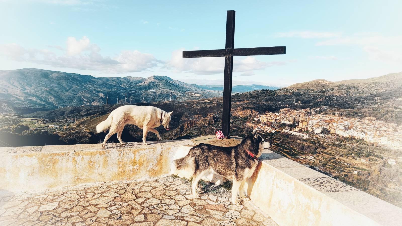A picture showing two dogs, one white and the other black and white, stood near a wooden cross over looking the town Lanjaron.