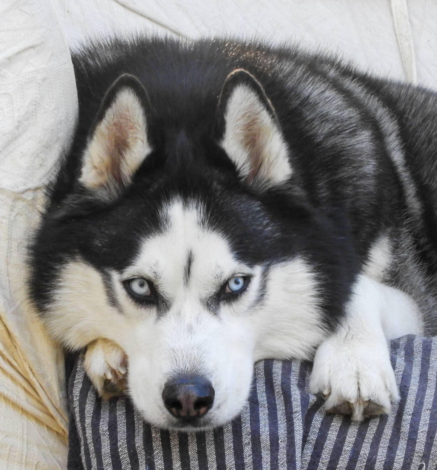 A black and white husky laying on a sofa, head between his paws. He has light blue eyes.