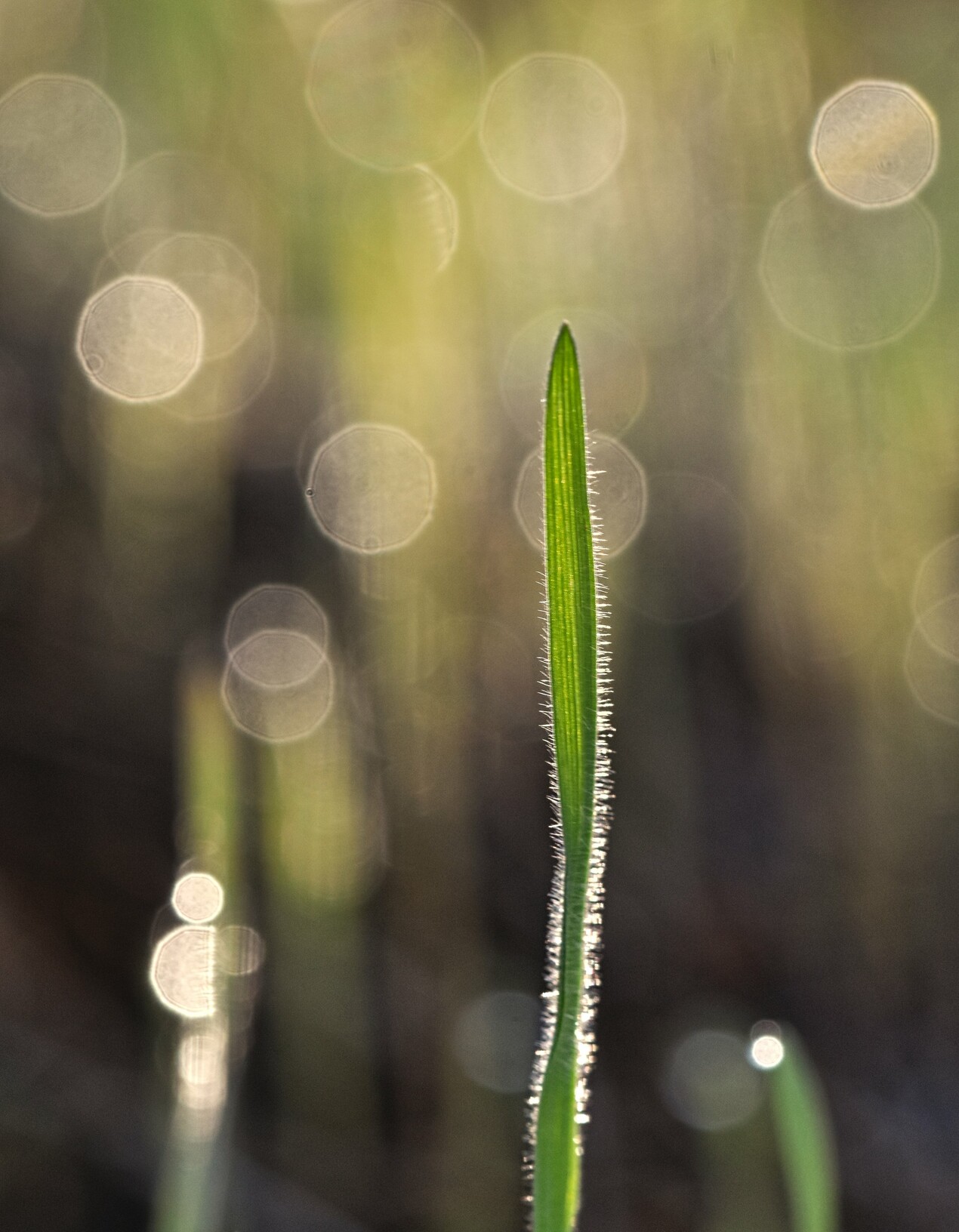 blade of grass macro photography