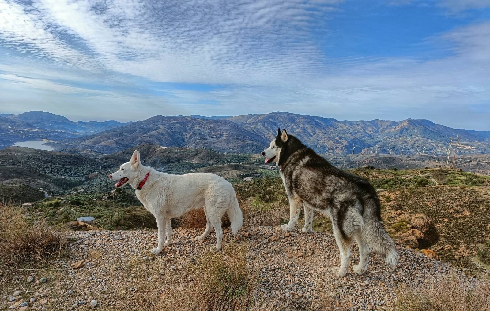 Dog walk with Rita and Arko